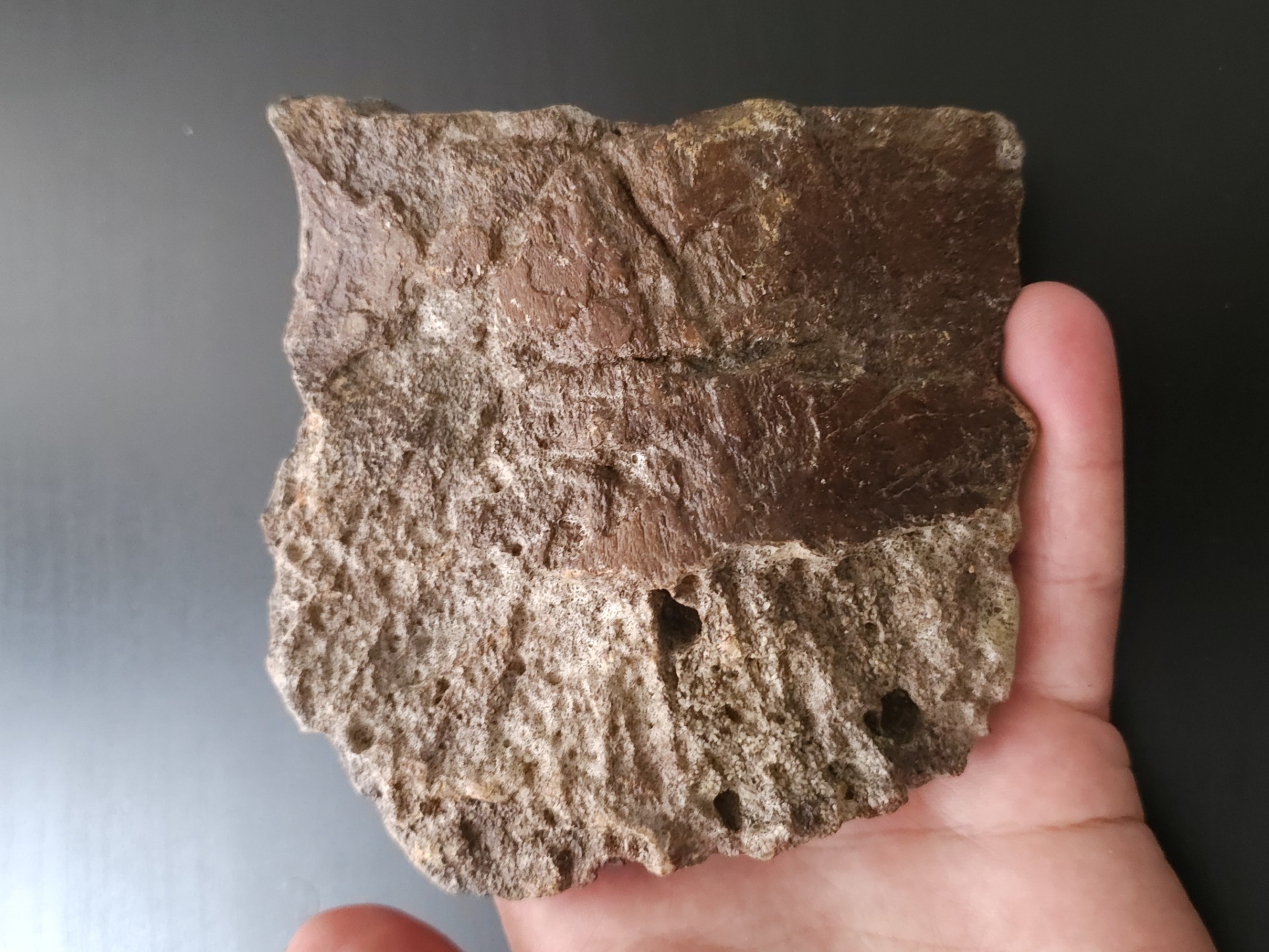 Plesiosaur Bone (England)