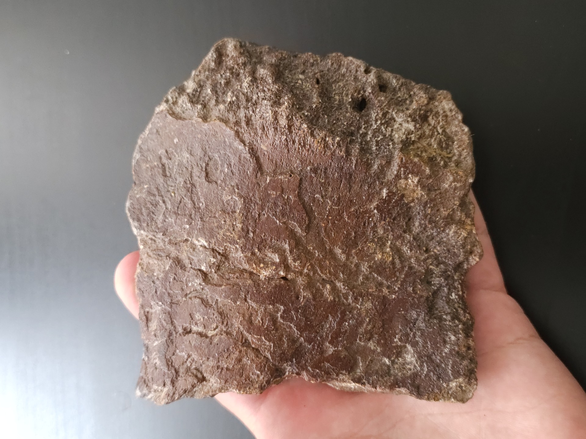 Plesiosaur Bone (England)