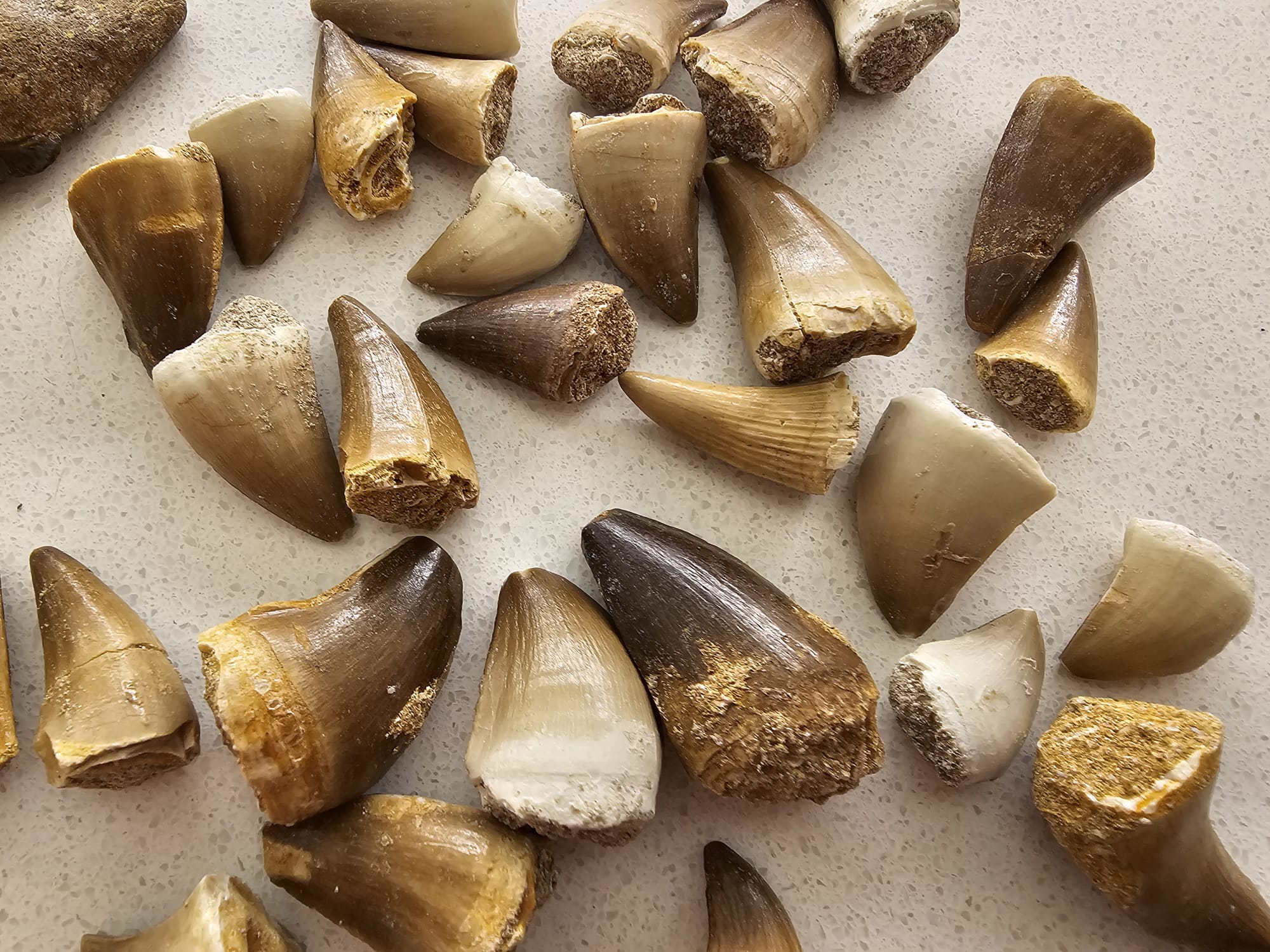 Prognathodon Teeth