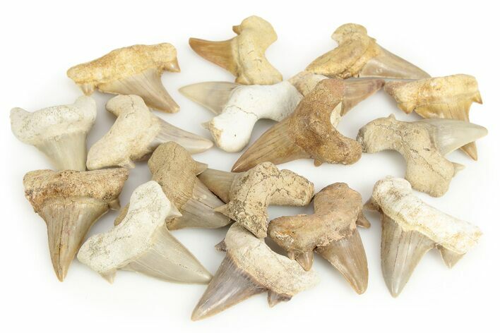  1 1/2" to 2" long Otodus teeth