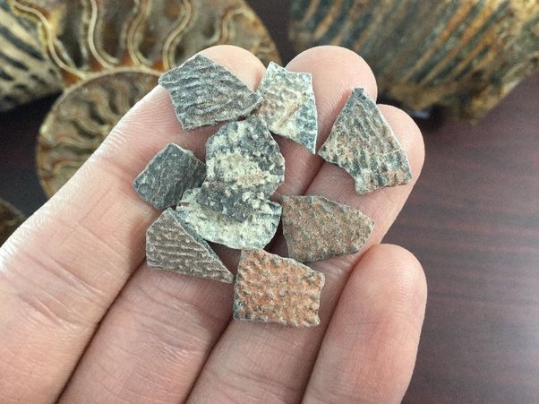 Oviraptor Egg shells