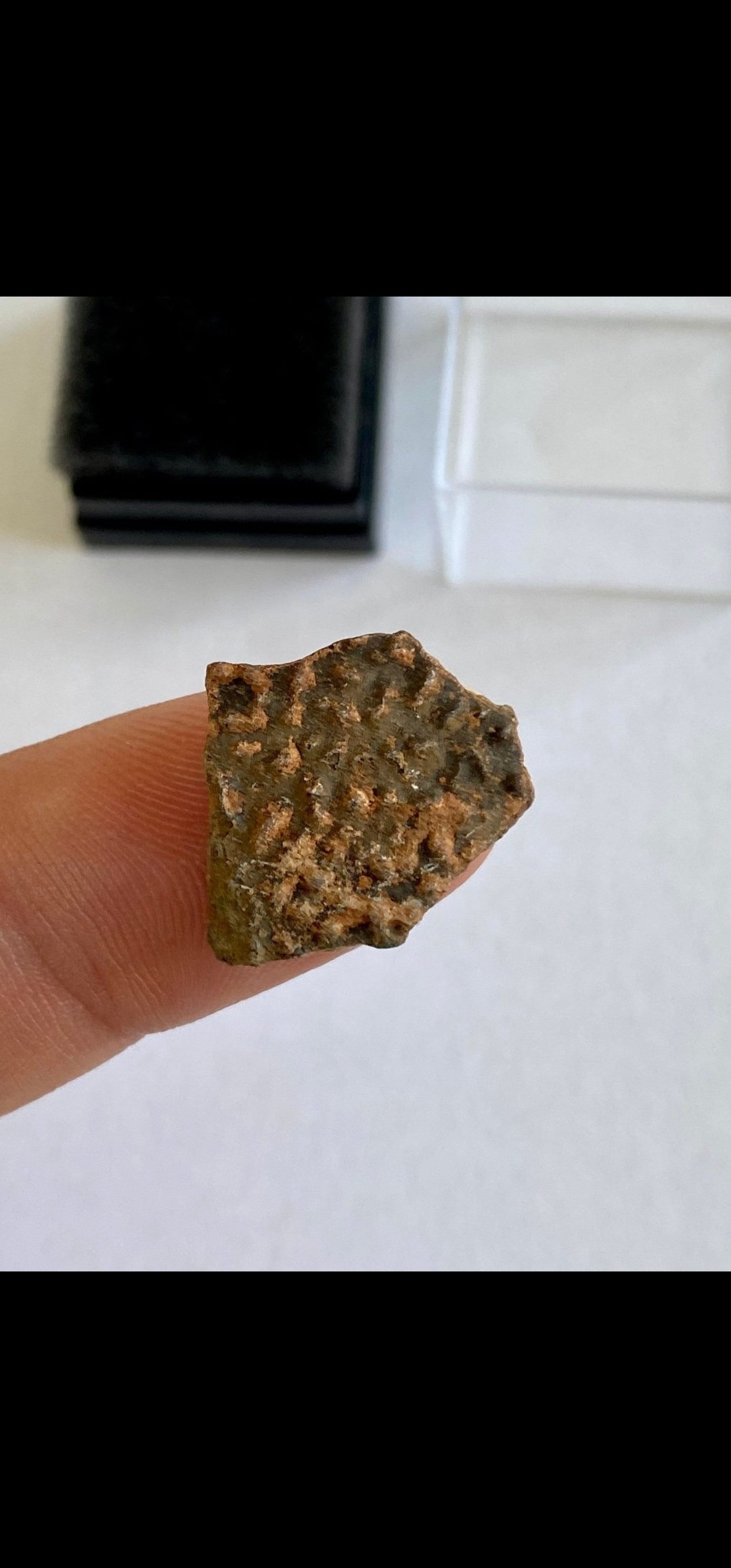 Hadrosaur Eggshells
