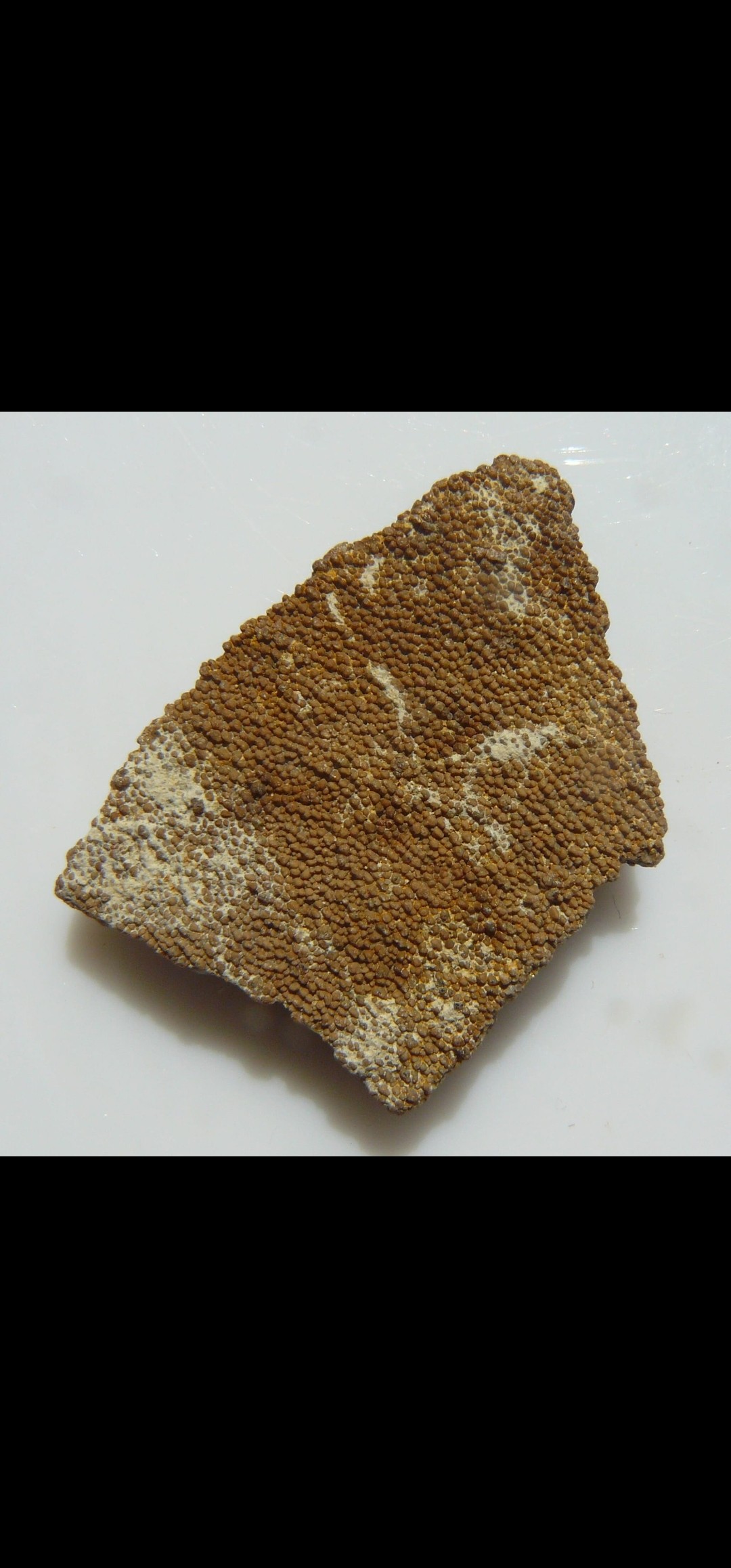 Saltasaurus Eggshell