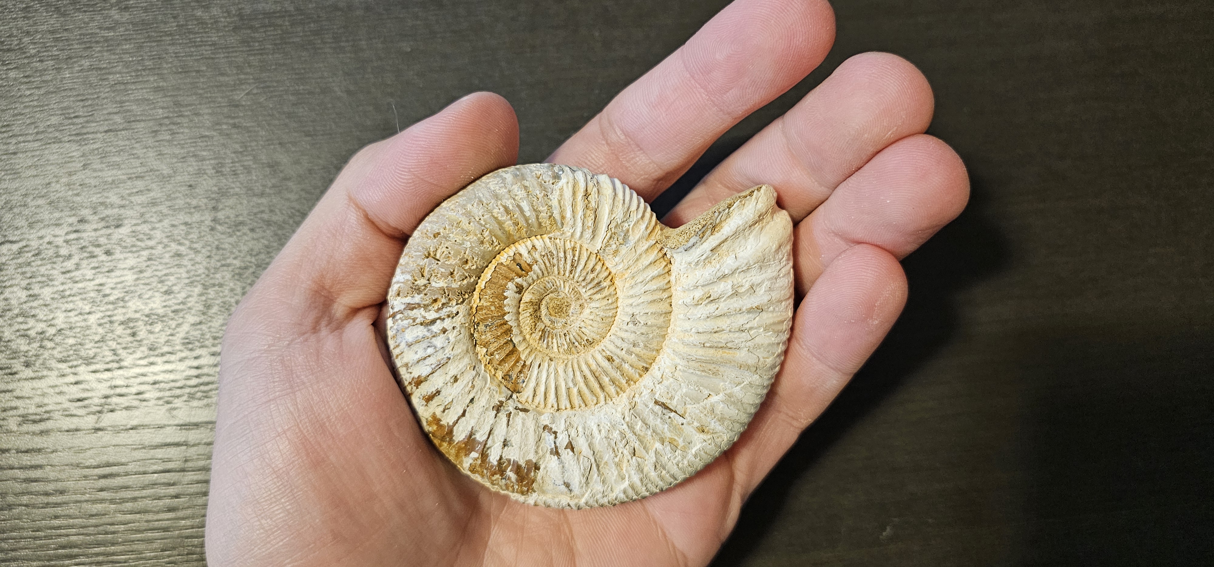 Perisphinctes Ammonite (Madagascar)