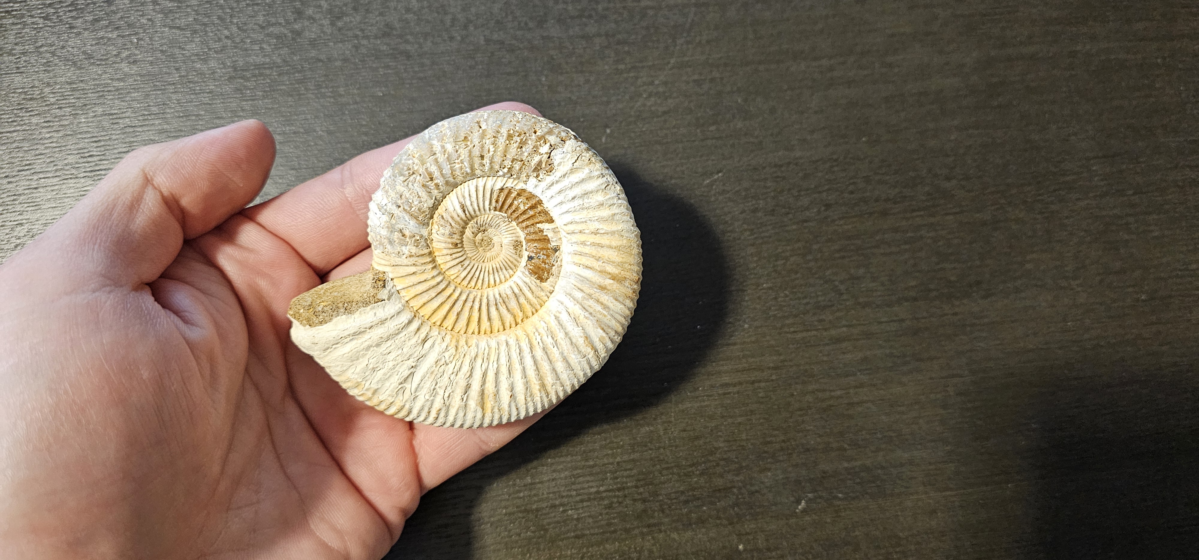Perisphinctes Ammonite (Madagascar)