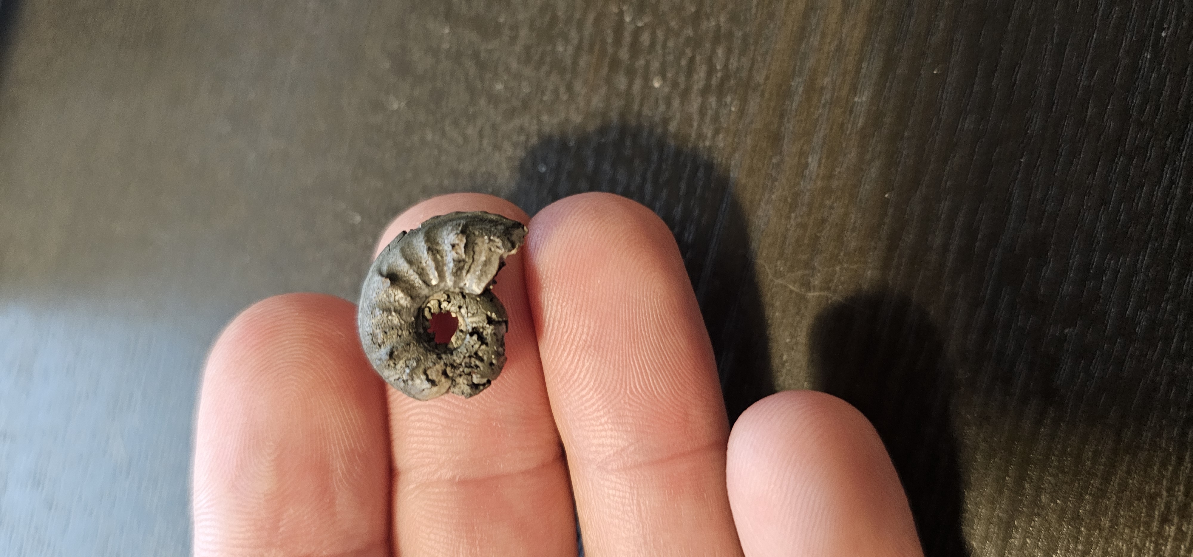 Pyrite Ammonite (Germany)