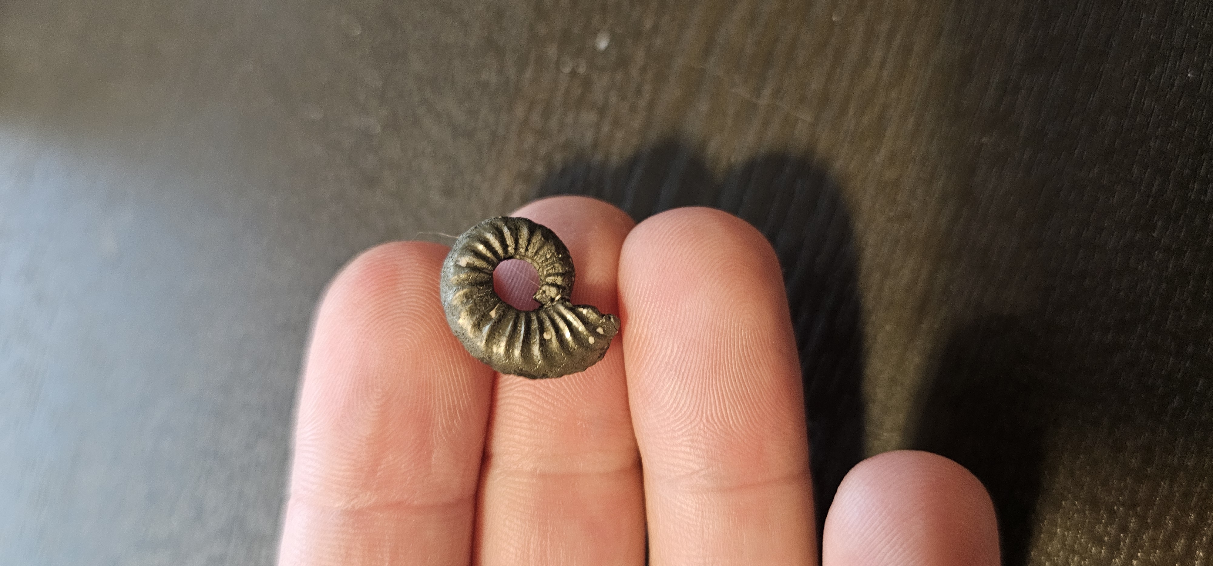 Pyrite Ammonite (Germany)