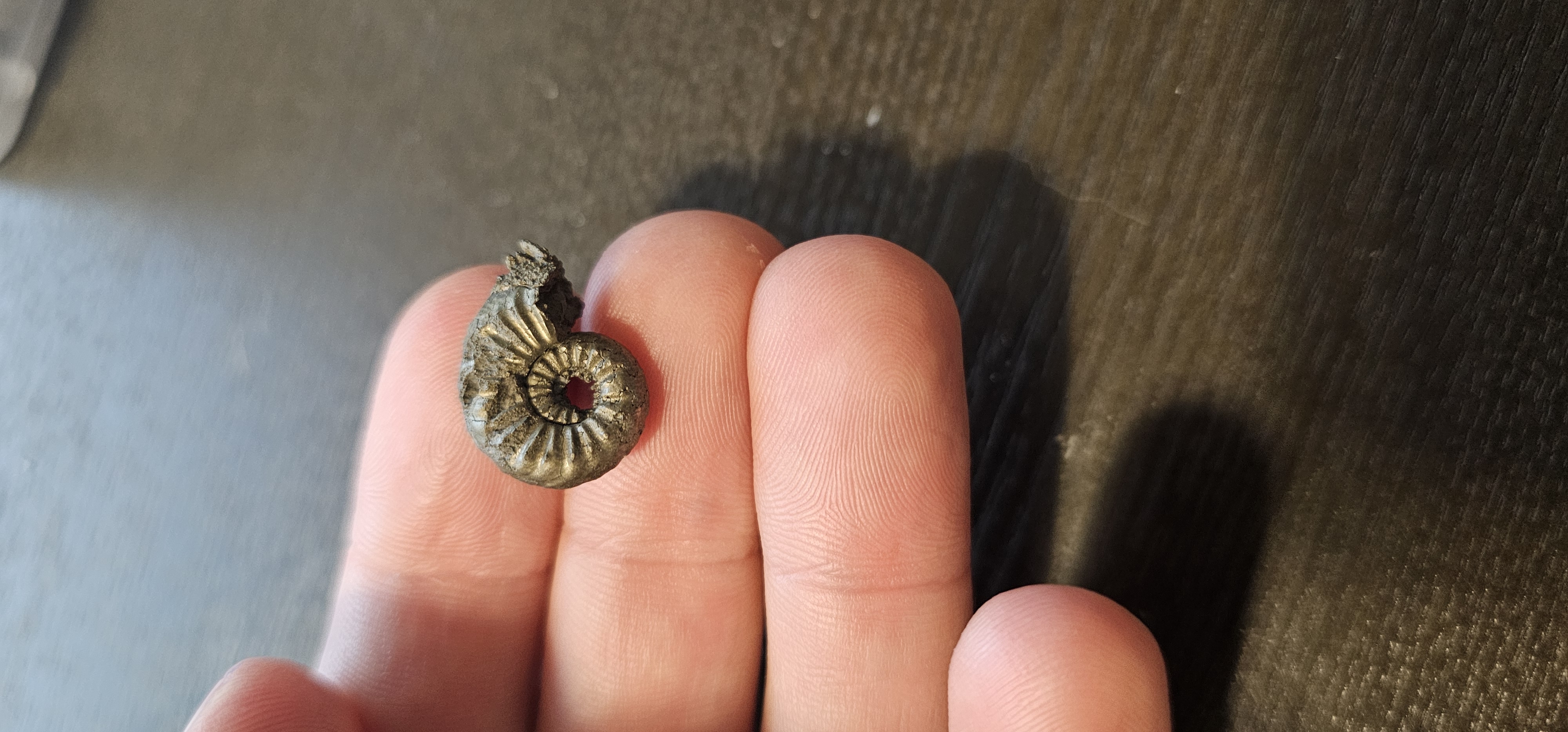 Pyrite Ammonite (Germany)