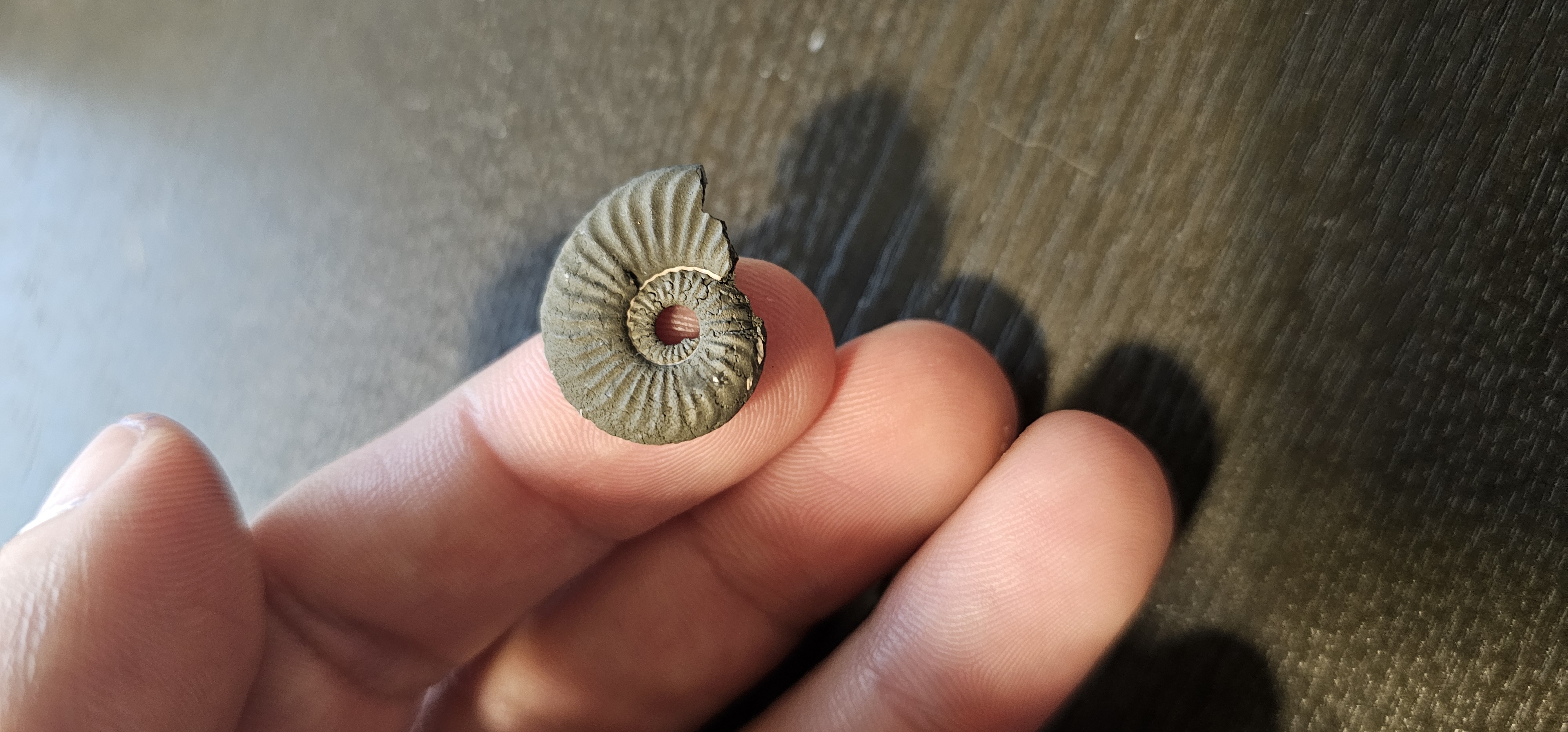 Pyrite Ammonite (Germany)