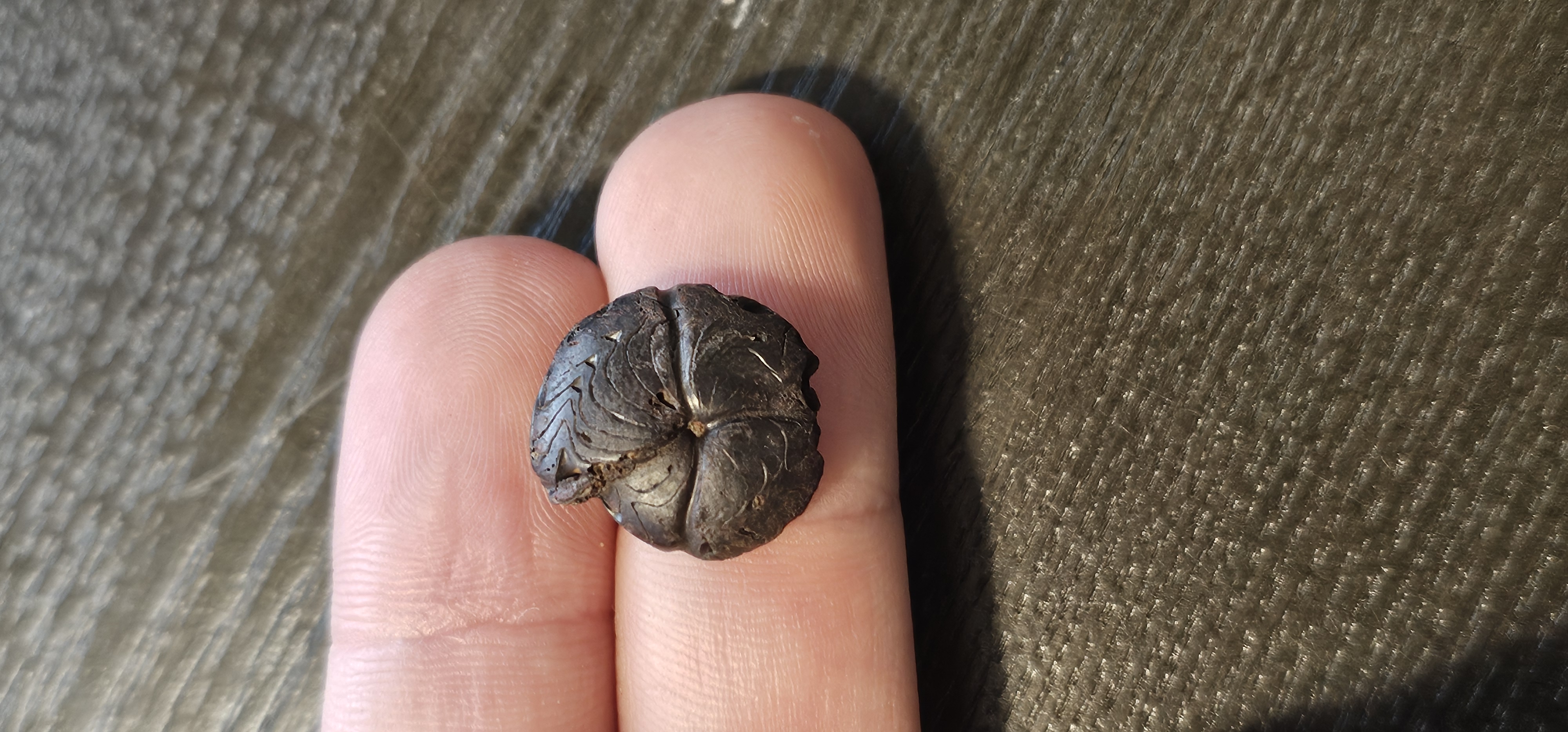19-22mm Goniatite Hematite Ammonites Devonian era (Germany)