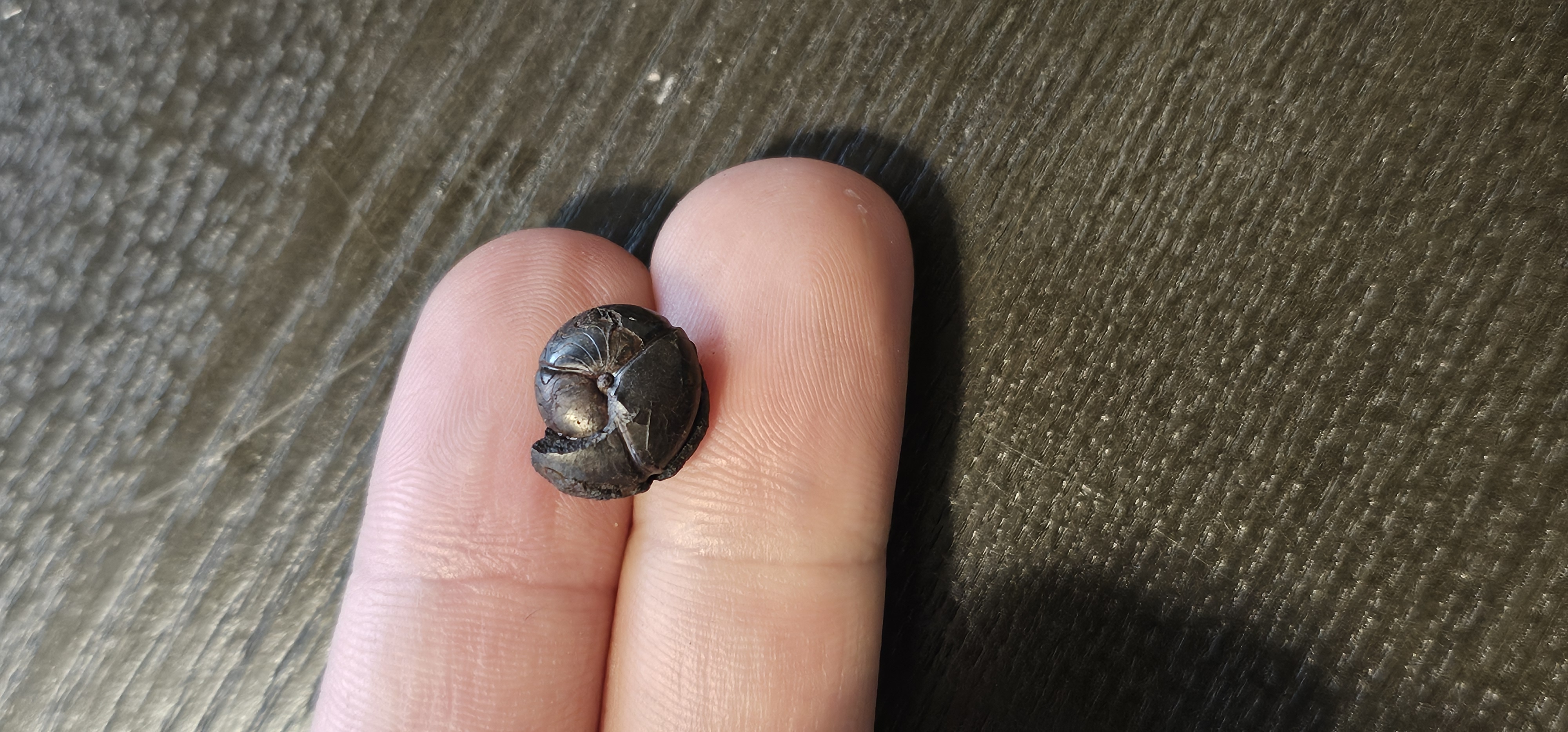19-22mm Goniatite Hematite Ammonites Devonian era (Germany)