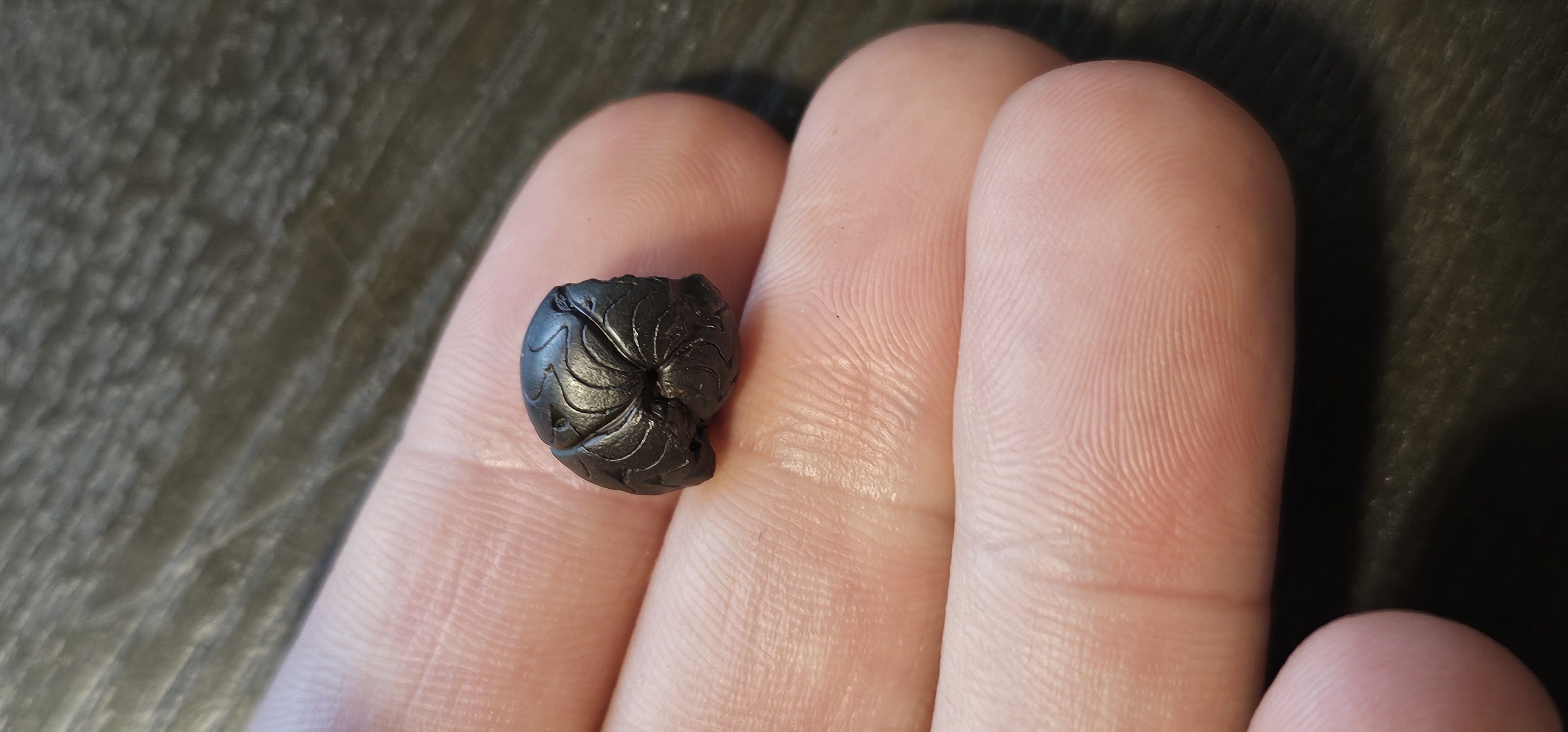 19-22mm Goniatite Hematite Ammonites Devonian era (Germany)