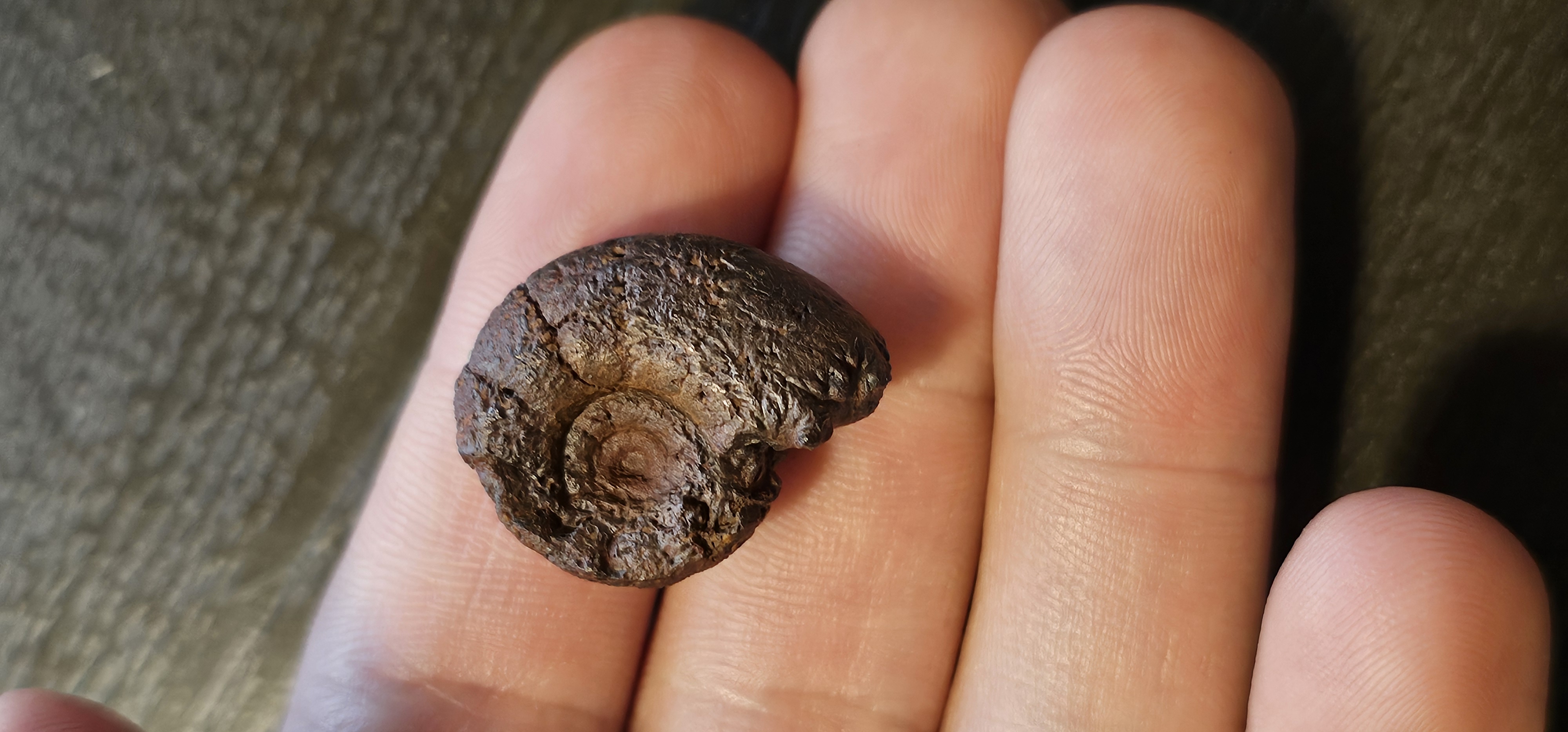 Hematite Ammonite (Morocco)