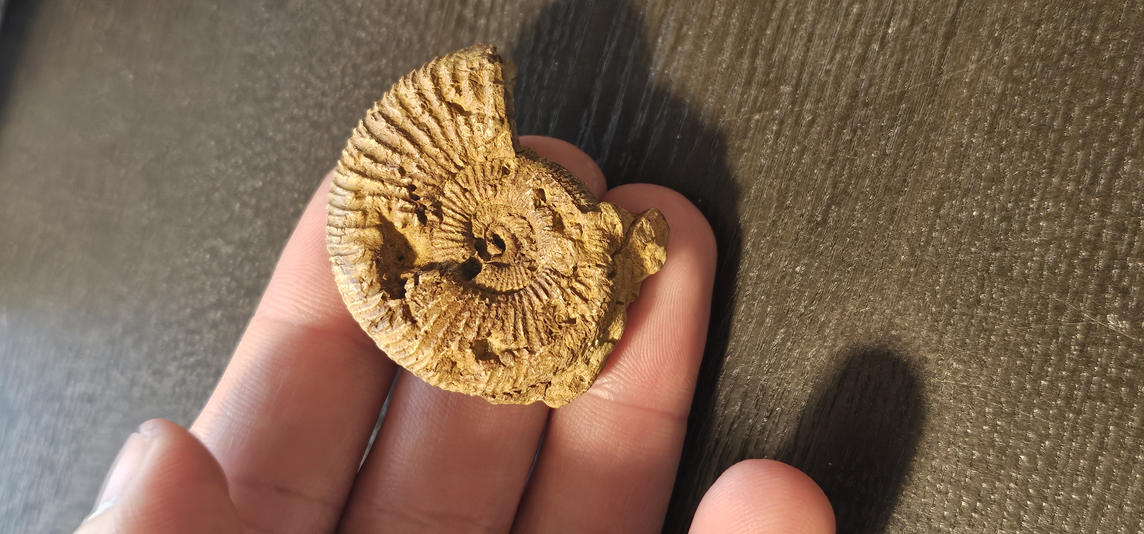 Perisphinctes Ammonite (Madagascar)