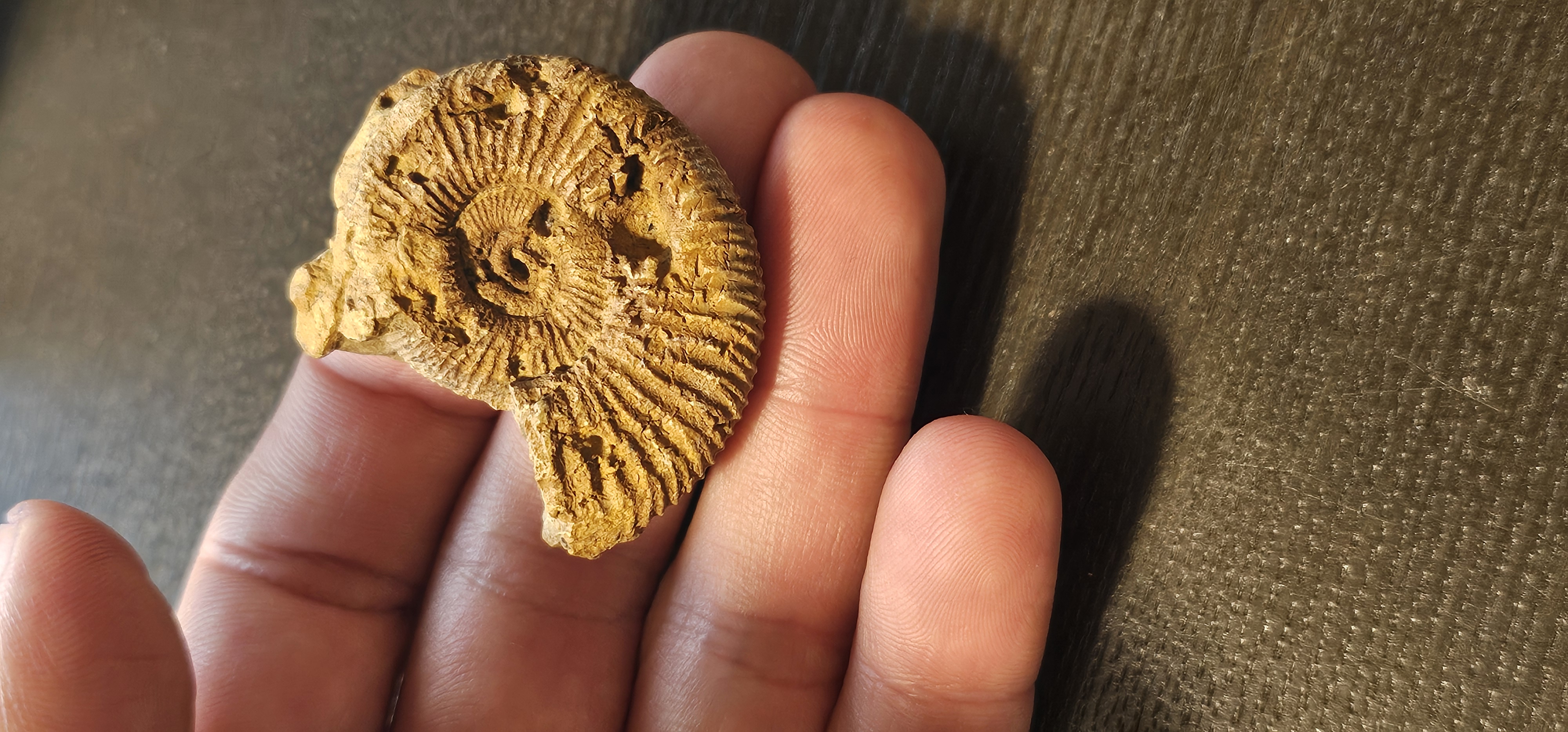 Perisphinctes Ammonite (Madagascar)