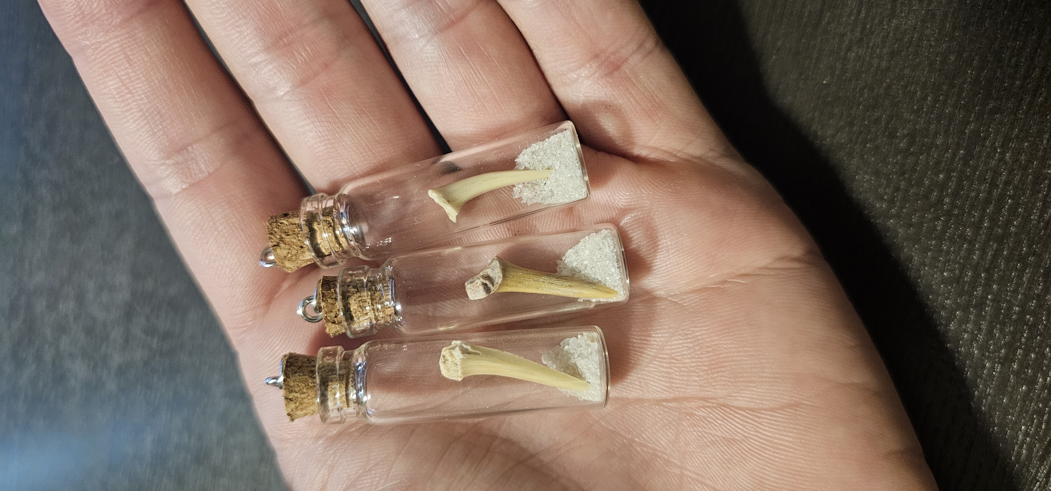 Odontaspis Reticulata Tooth in Vial