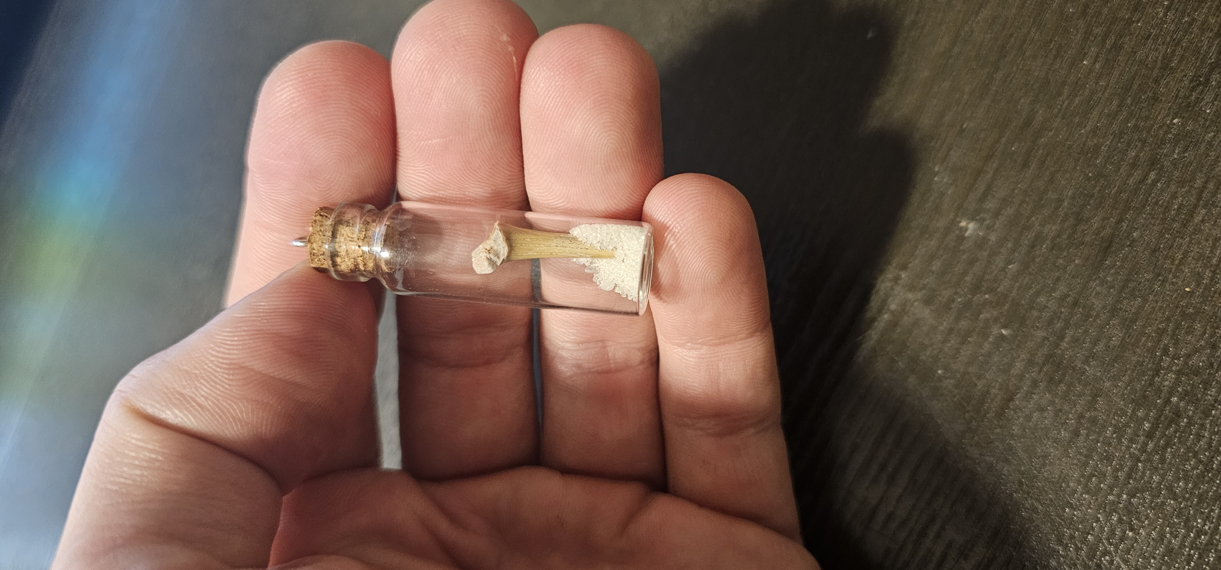 Odontaspis Reticulata Tooth in Vial
