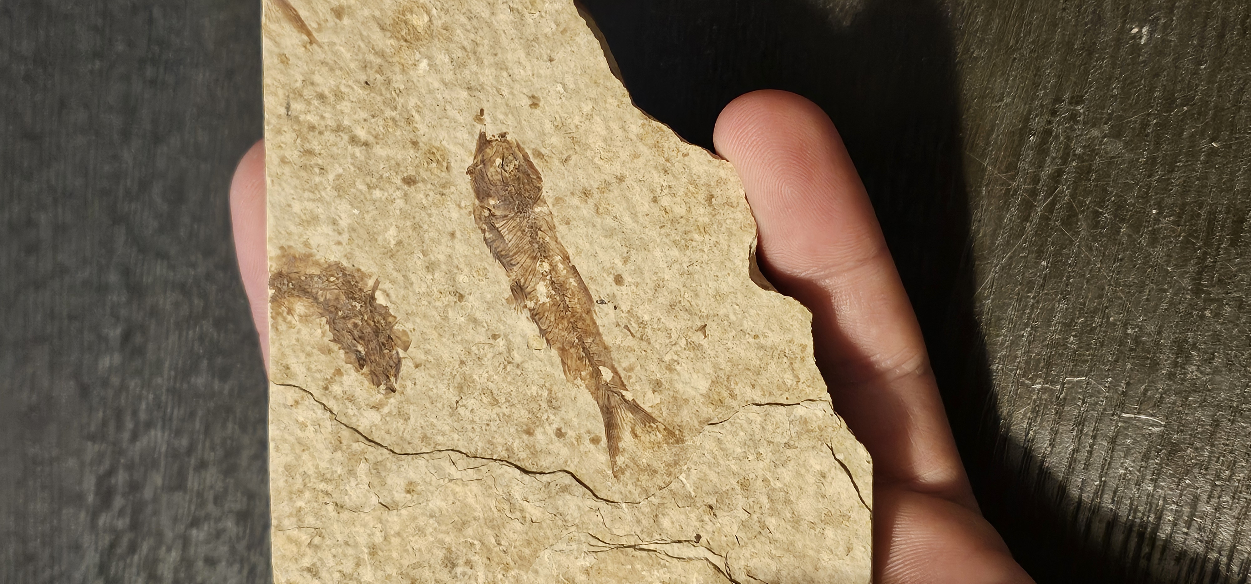 Knightia Fish 