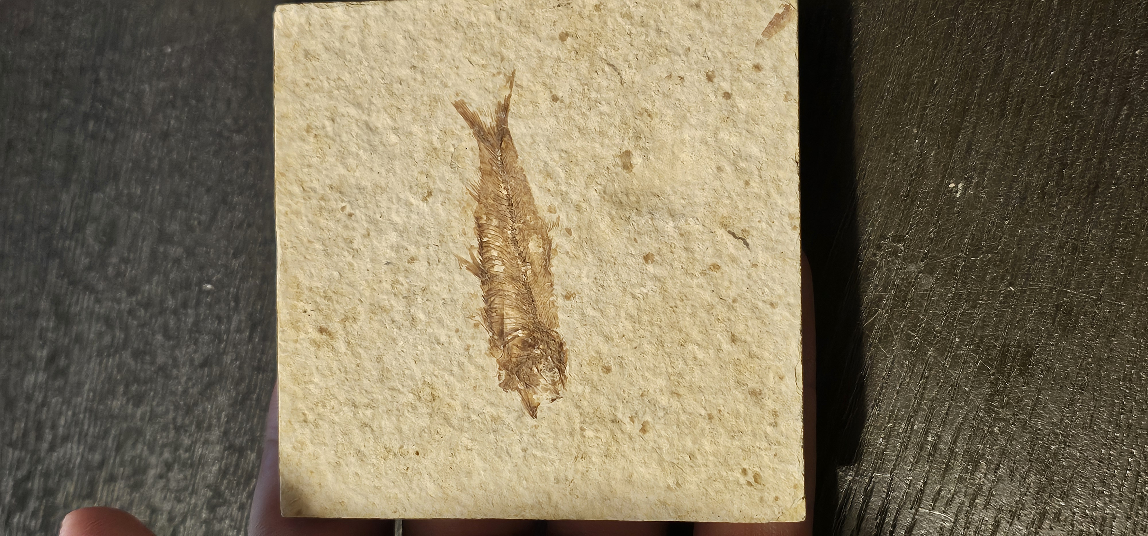 Knightia Fish
