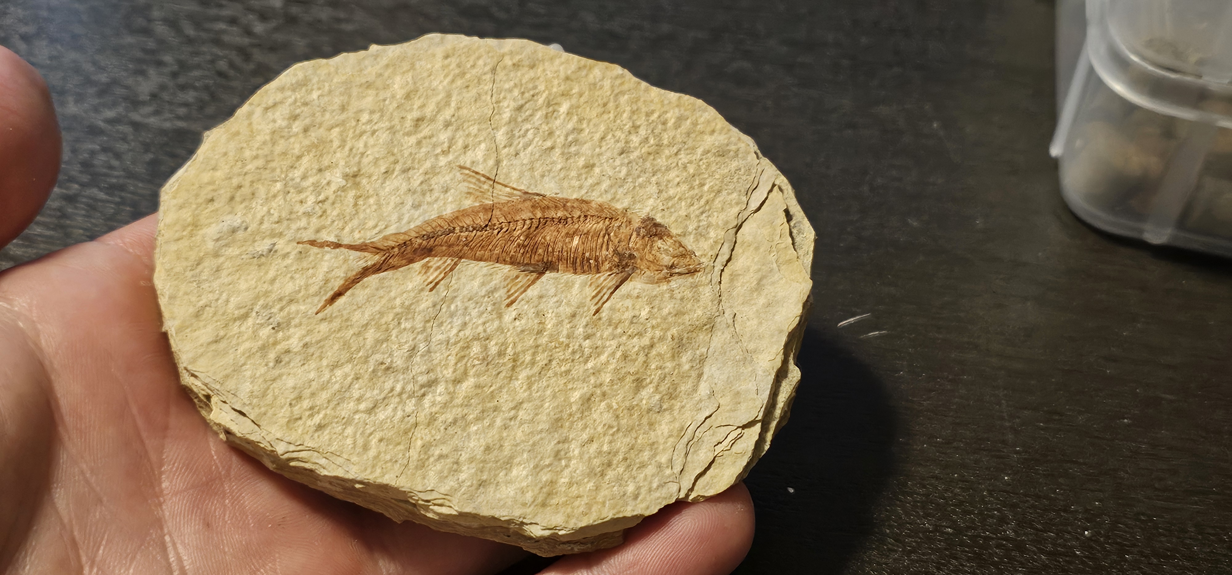 Knightia Fish