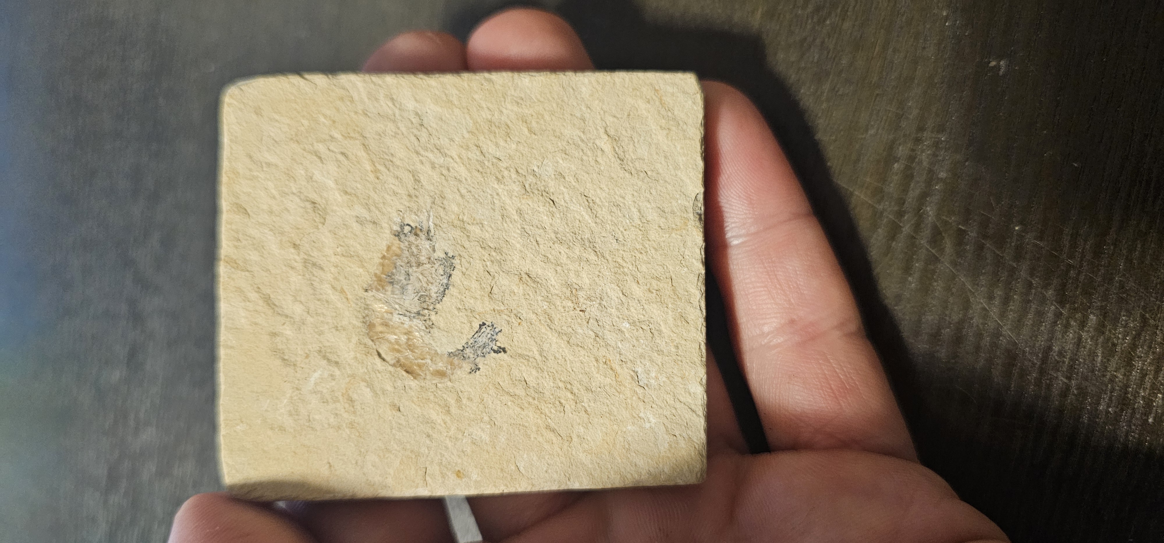 Shrimp Fossil (Morocco)