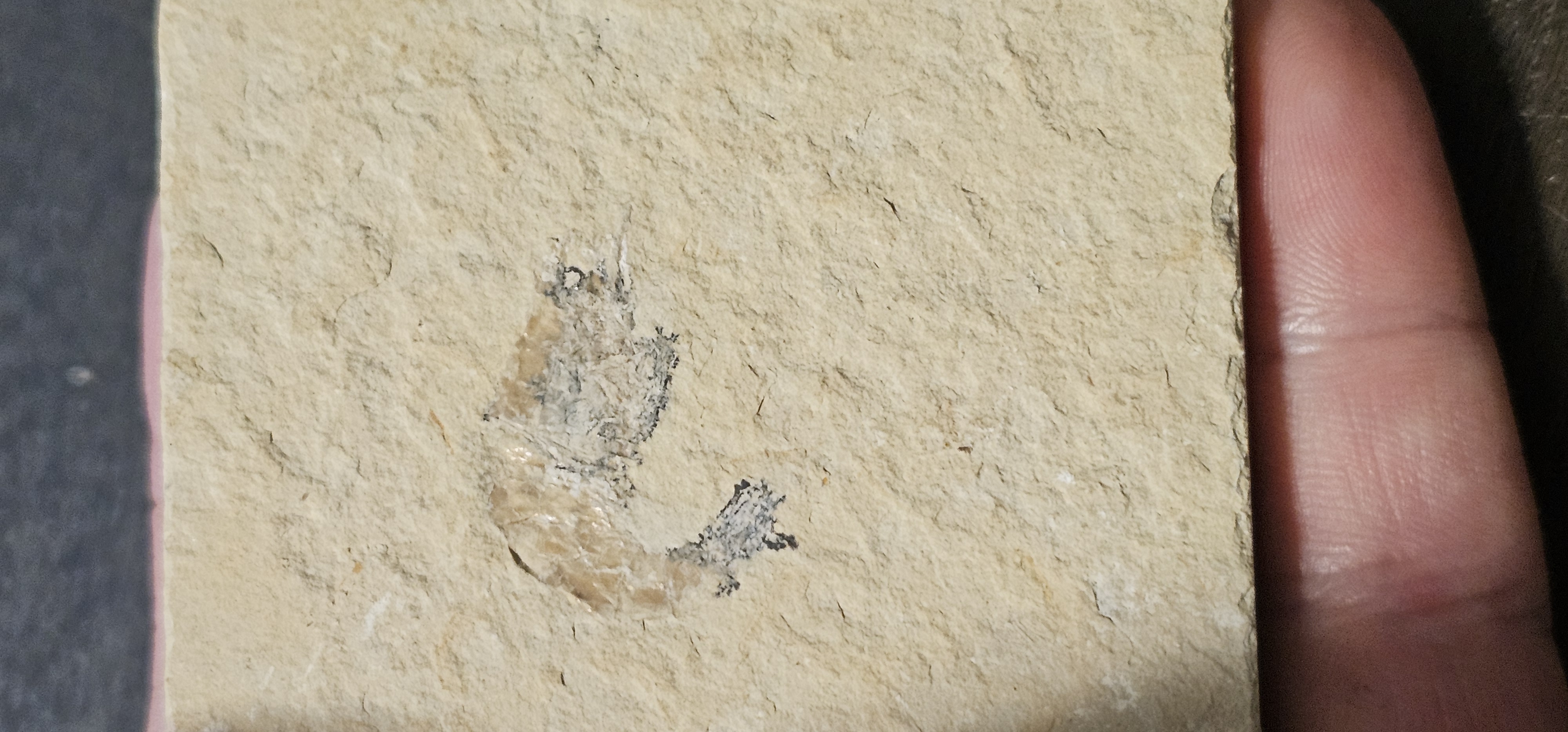 Shrimp Fossil (Morocco)