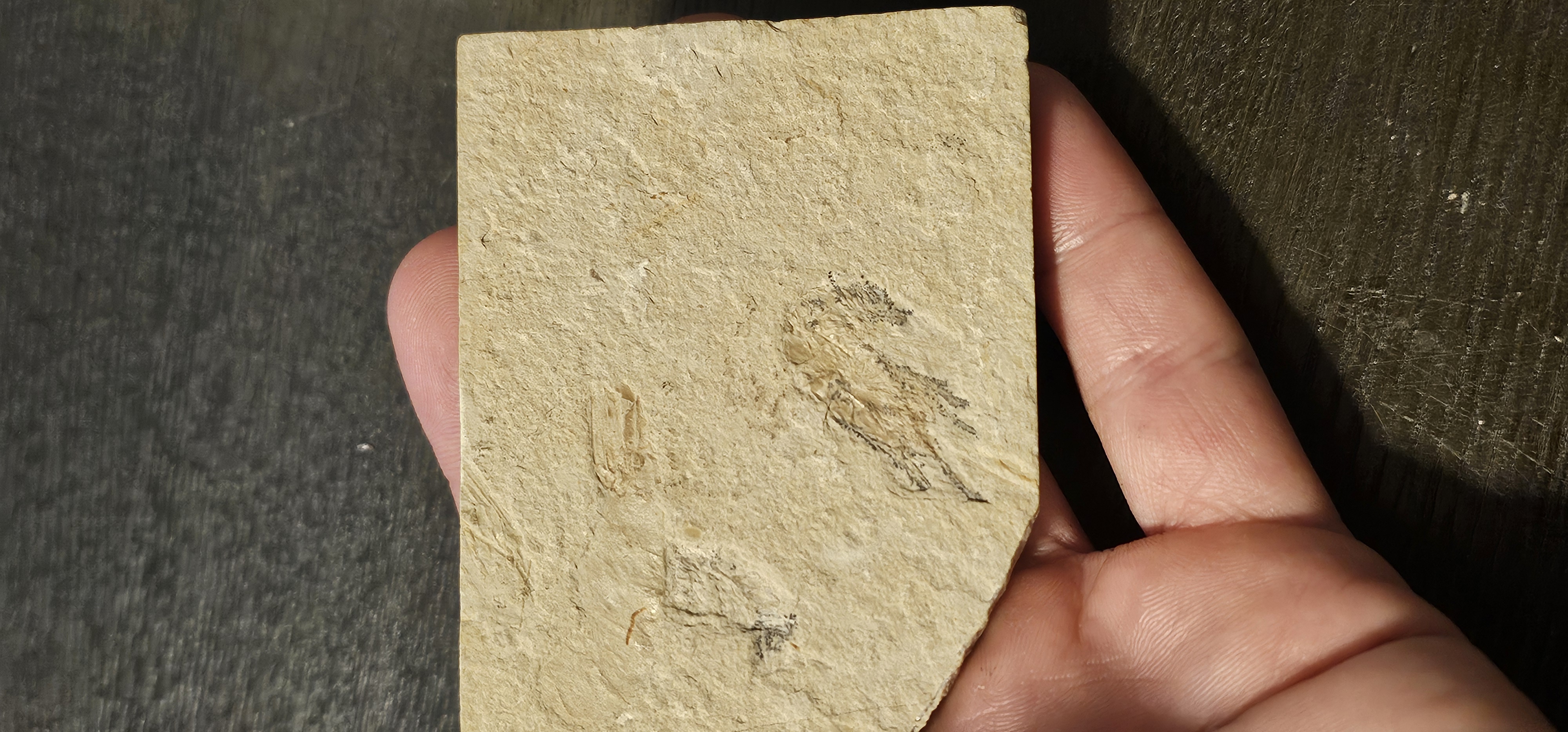 Shrimp Fossil (Morocco)