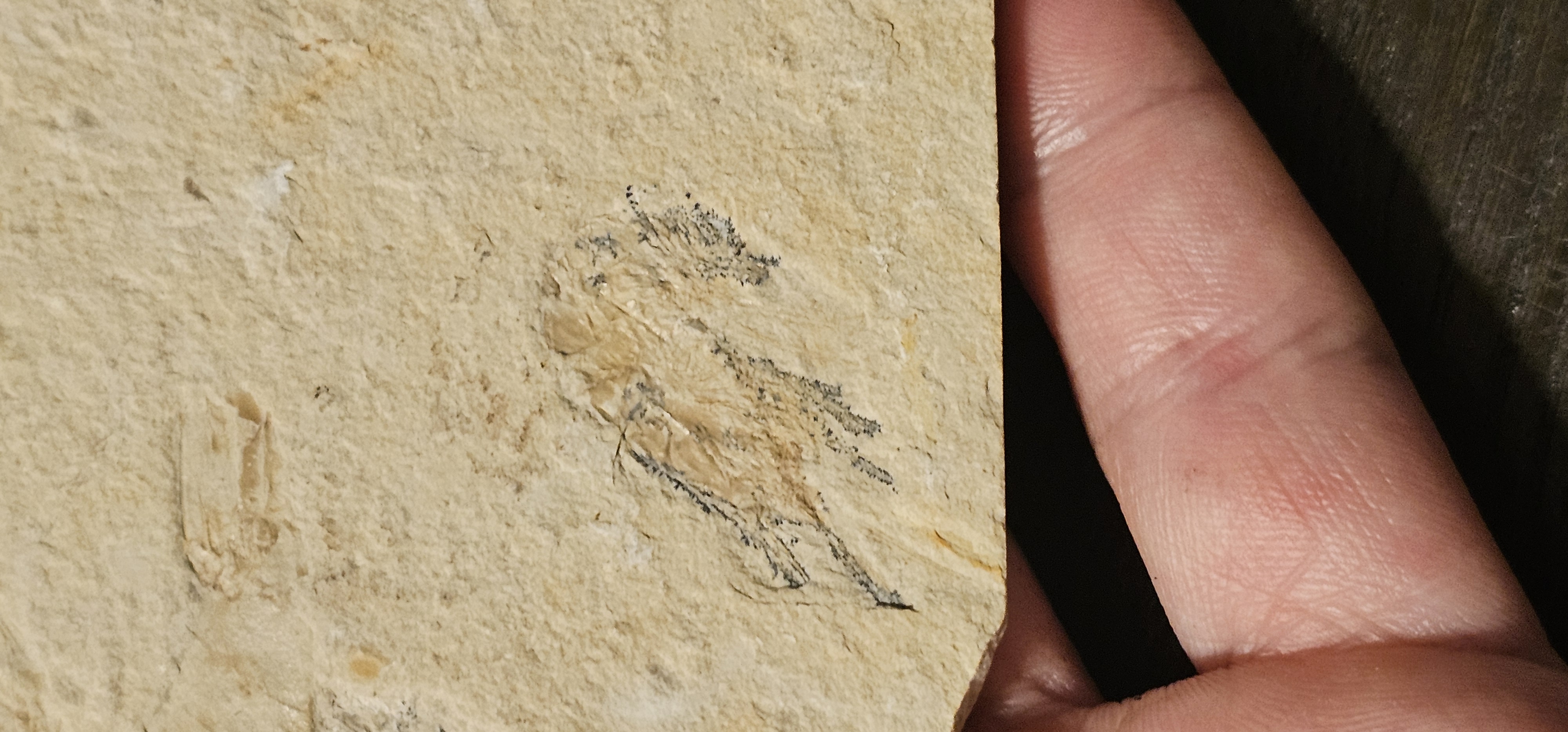 Shrimp Fossil (Morocco)