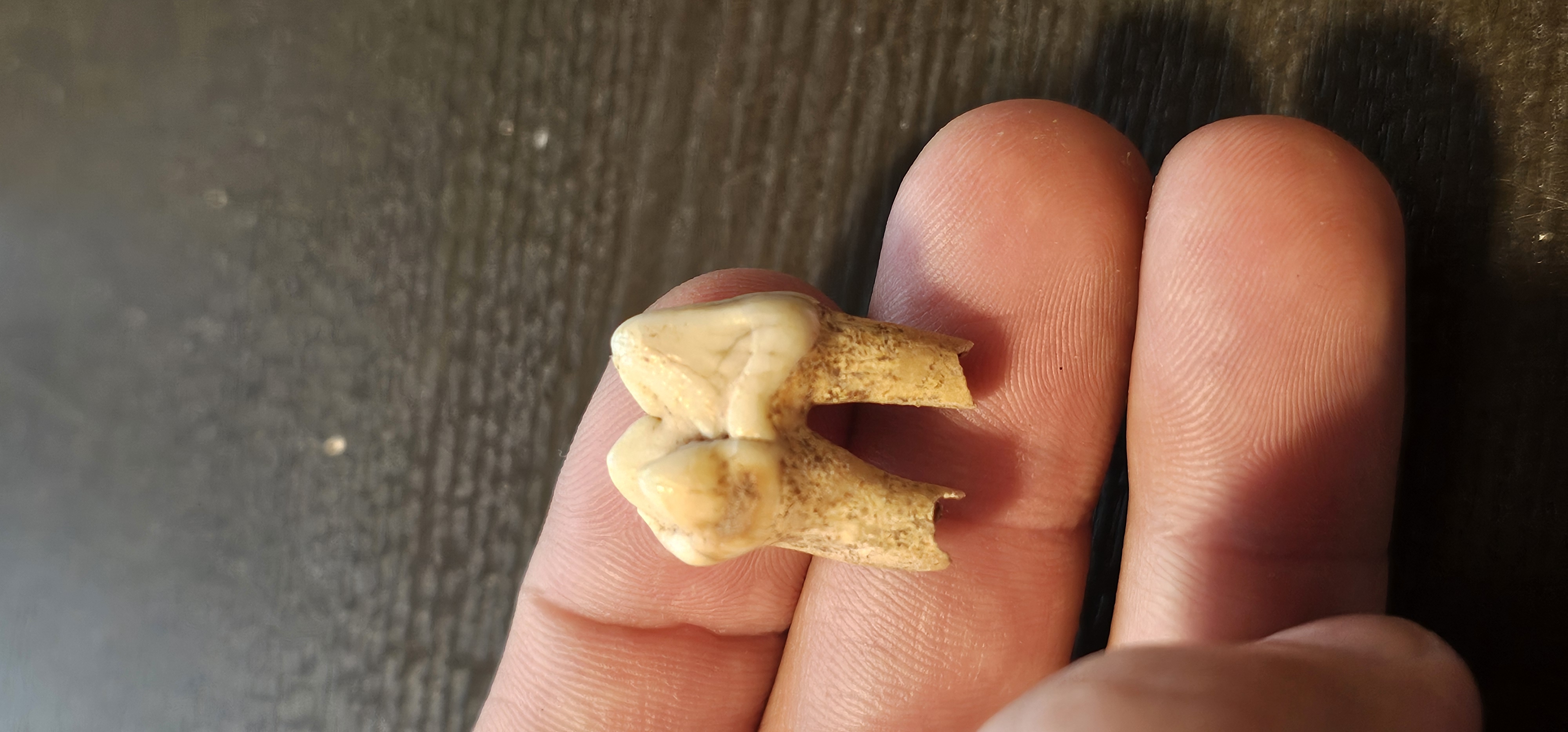 Dire Wolf Tooth (Alaska)