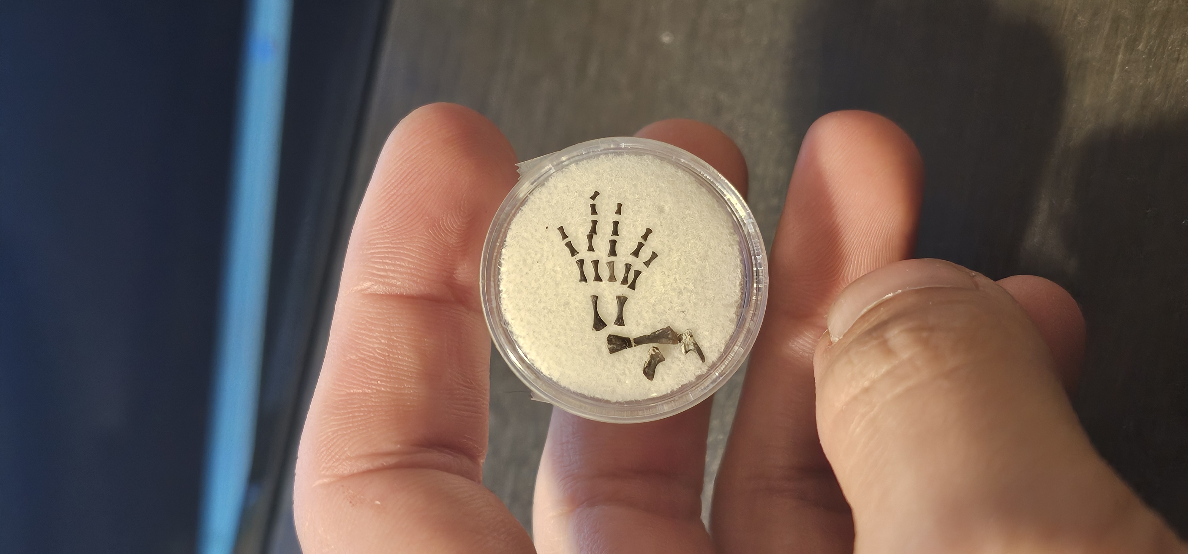Microsaur Foot (Early Permian)