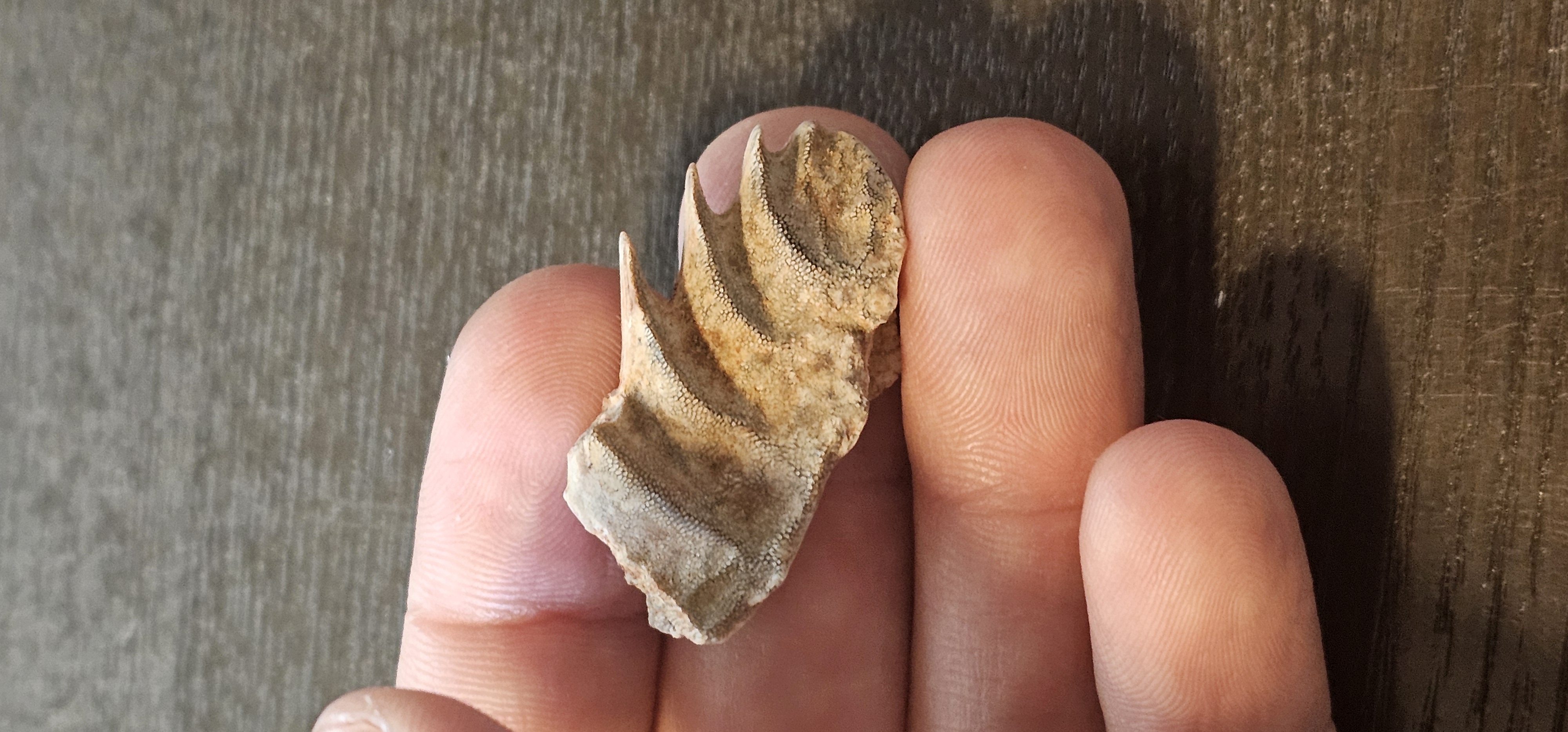 Cretaceous Lungfish (Ceratodus) Tooth Plate - Morocco