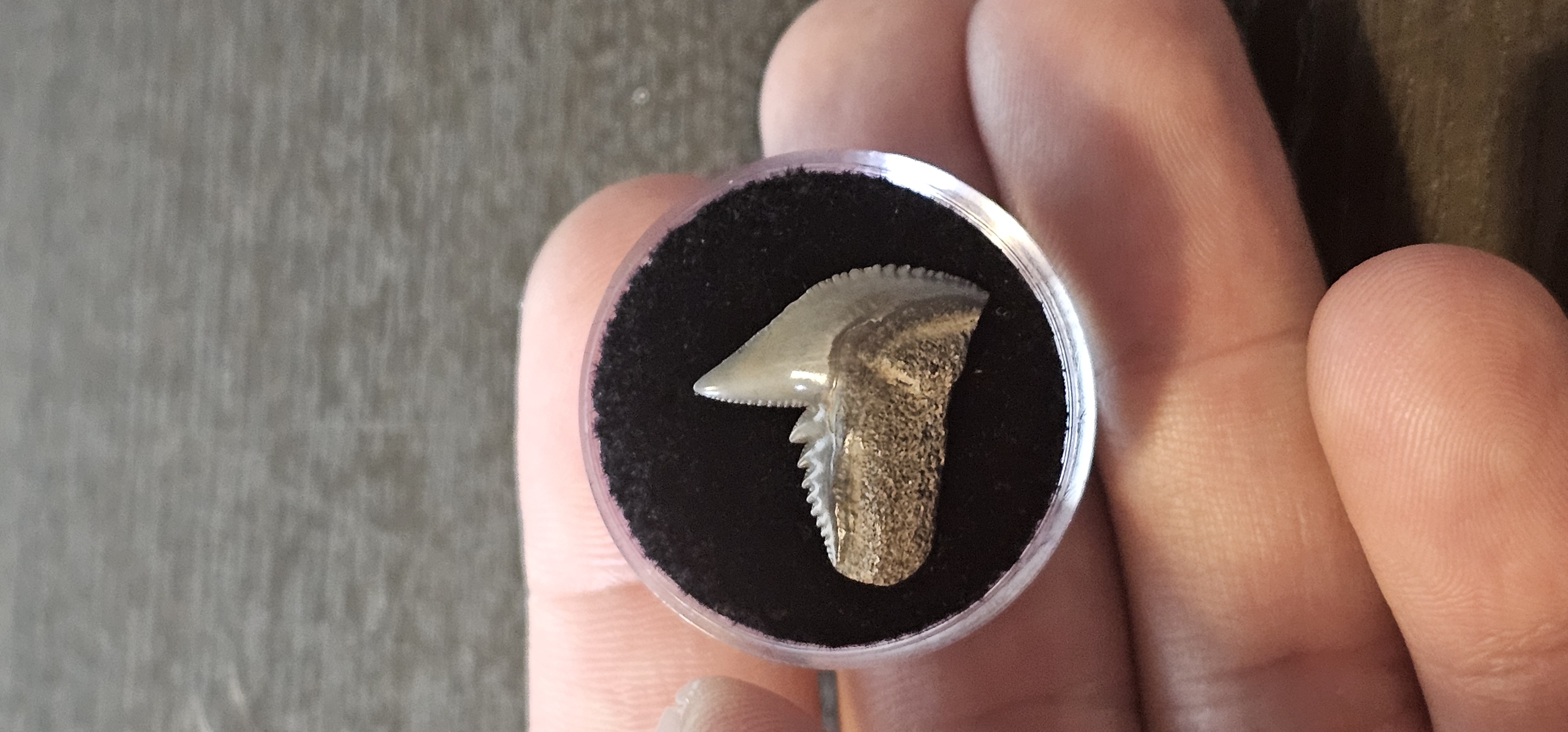 Galeocerdo Cuvier Fossil 