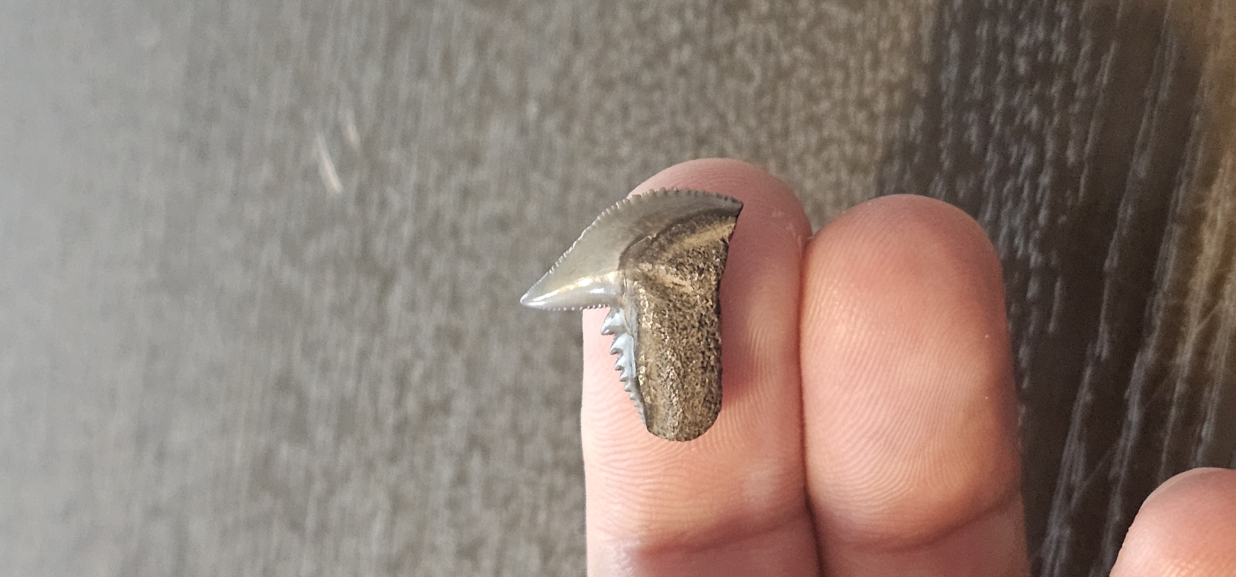 Galeocerdo Cuvier Fossil 