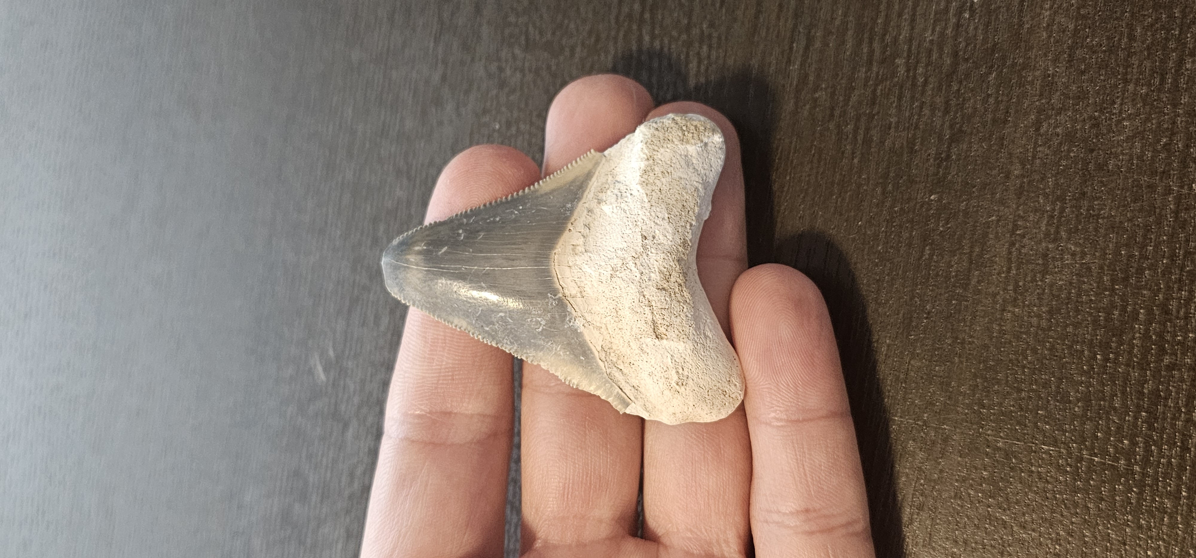 2.2" Bone Valley Megalodon Tooth