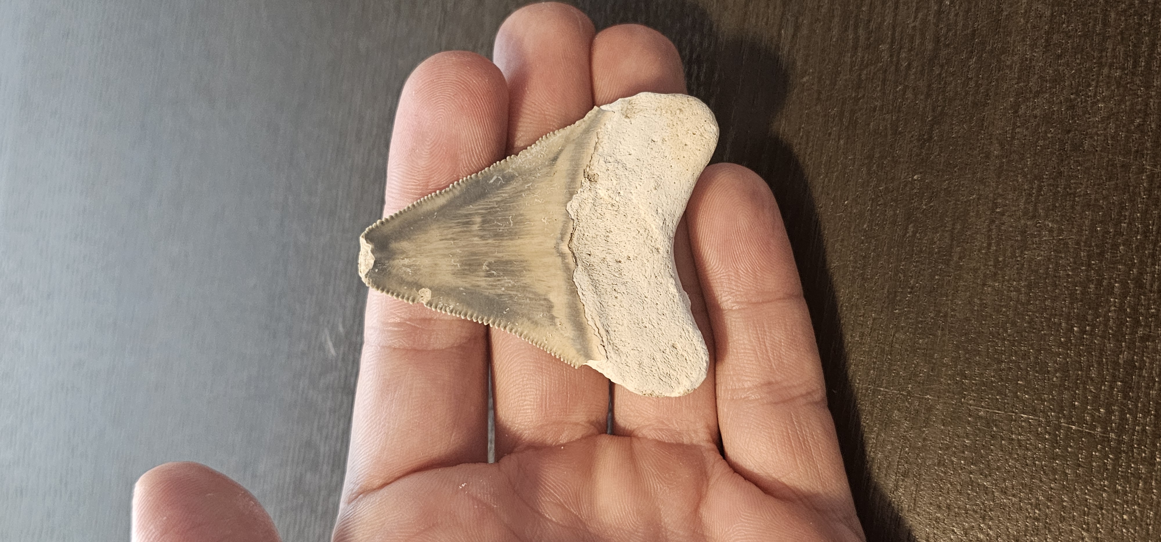 2.2" Bone Valley Megalodon Tooth