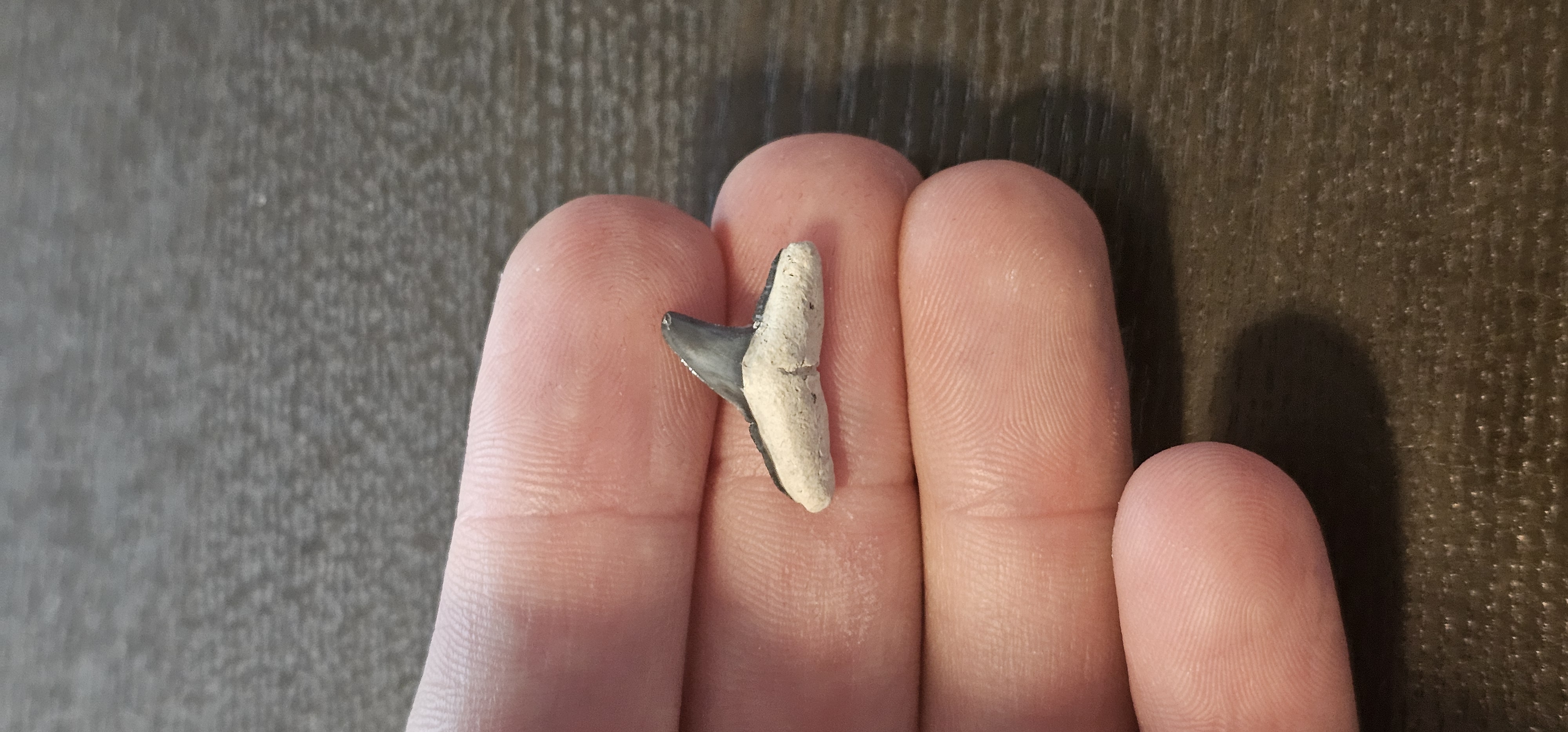 Bone Valley Lemon Shark Fossil