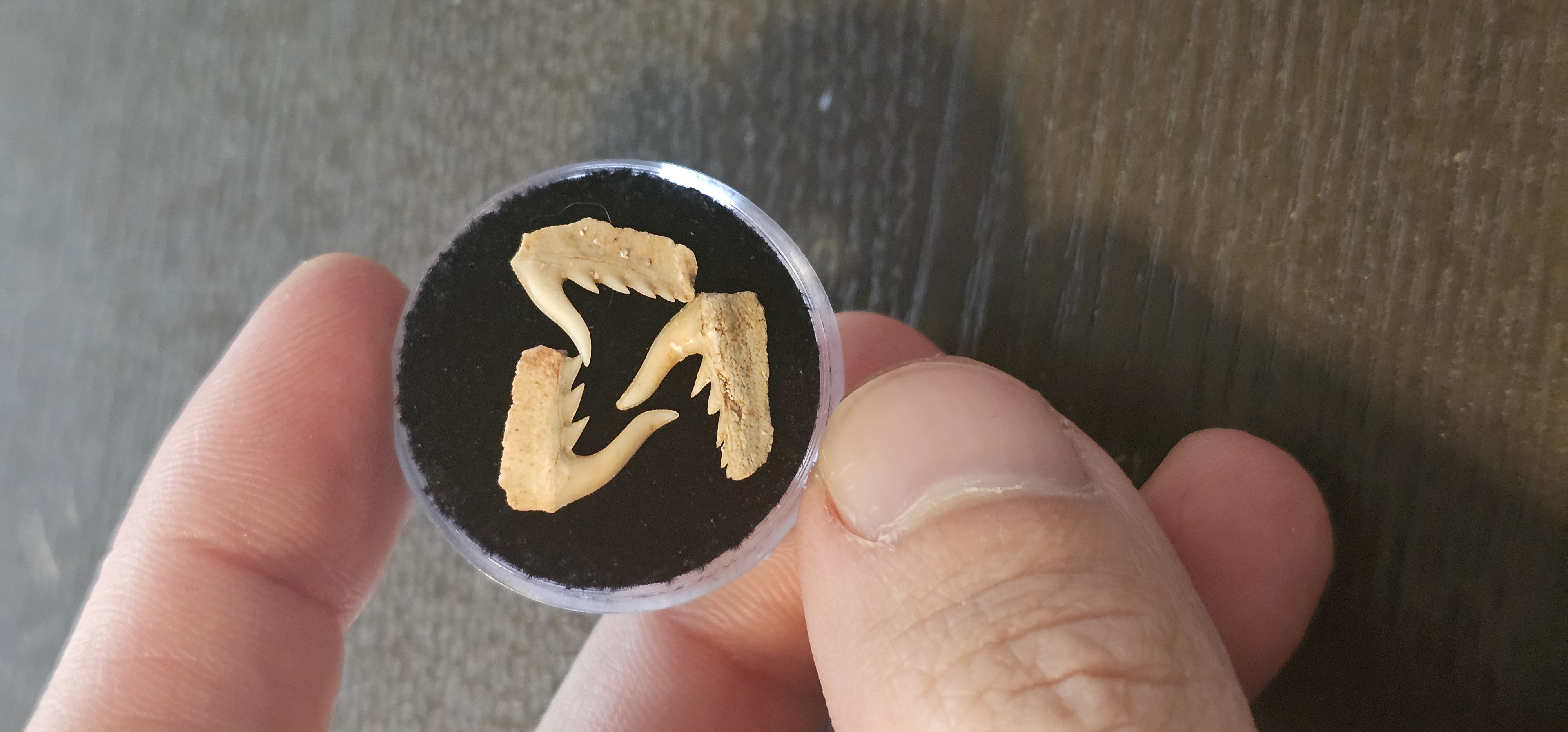 Extinct Cow Shark tooth (Morocco)