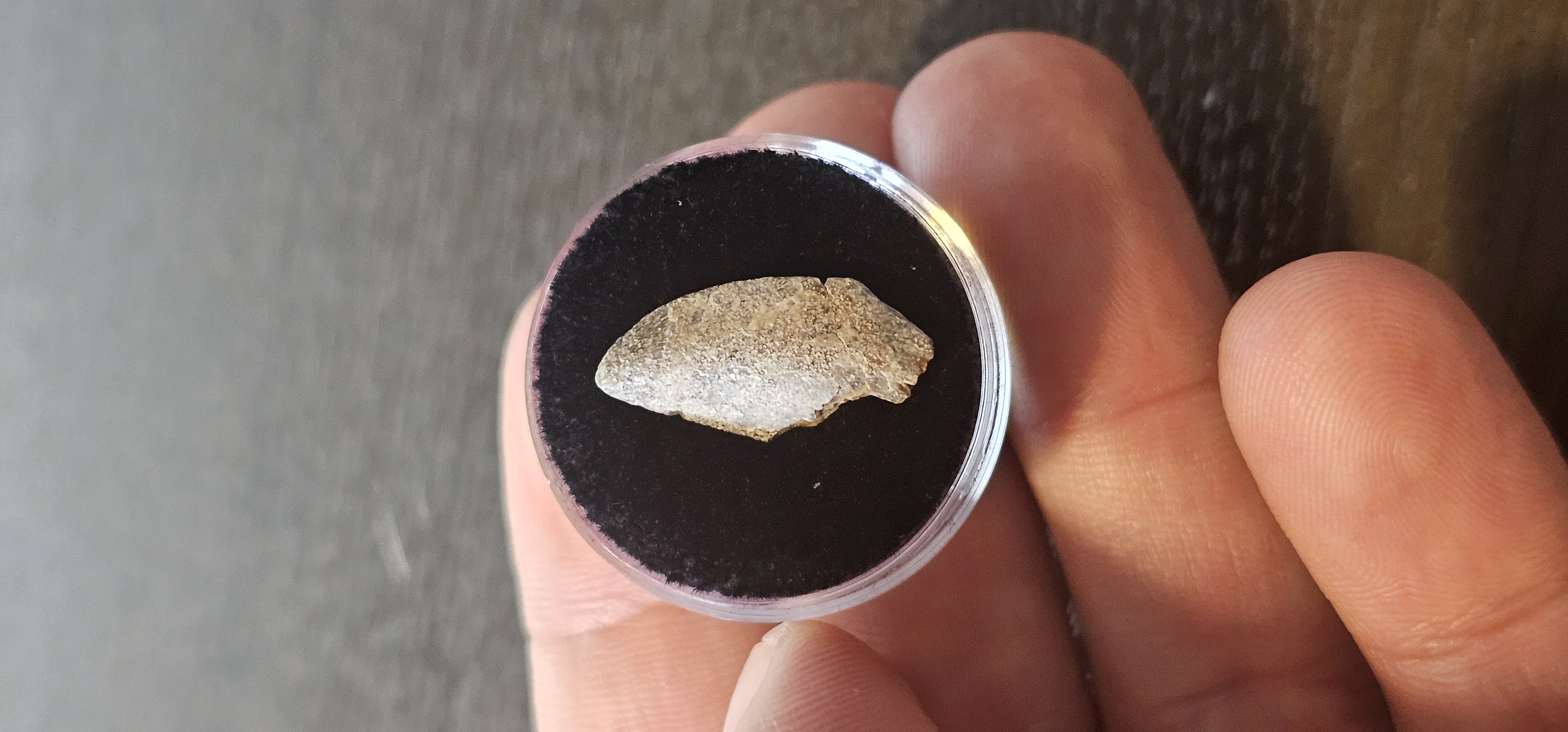 Majungasaurus tooth (Madagascar)