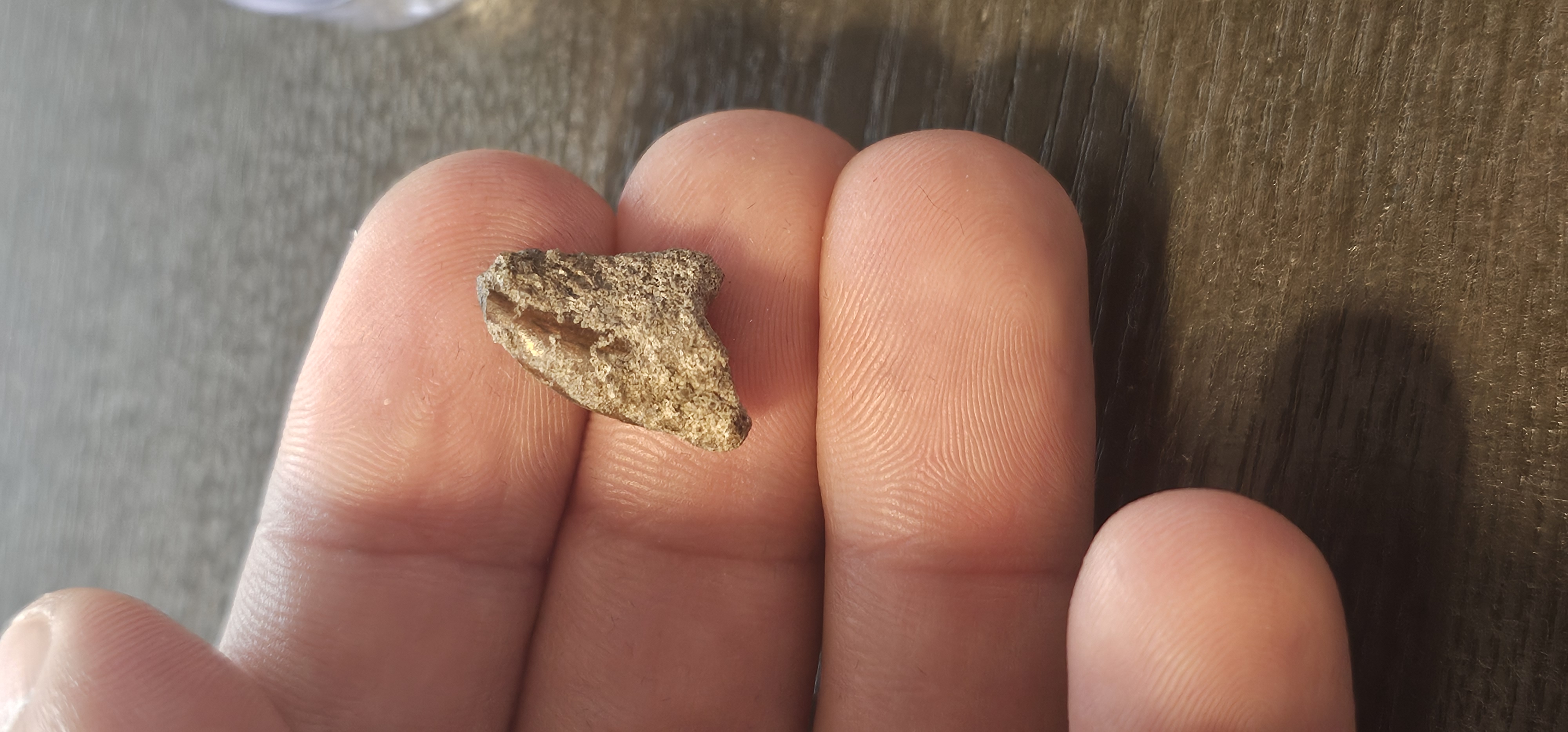 Majungasaurus Tooth (Madagascar)