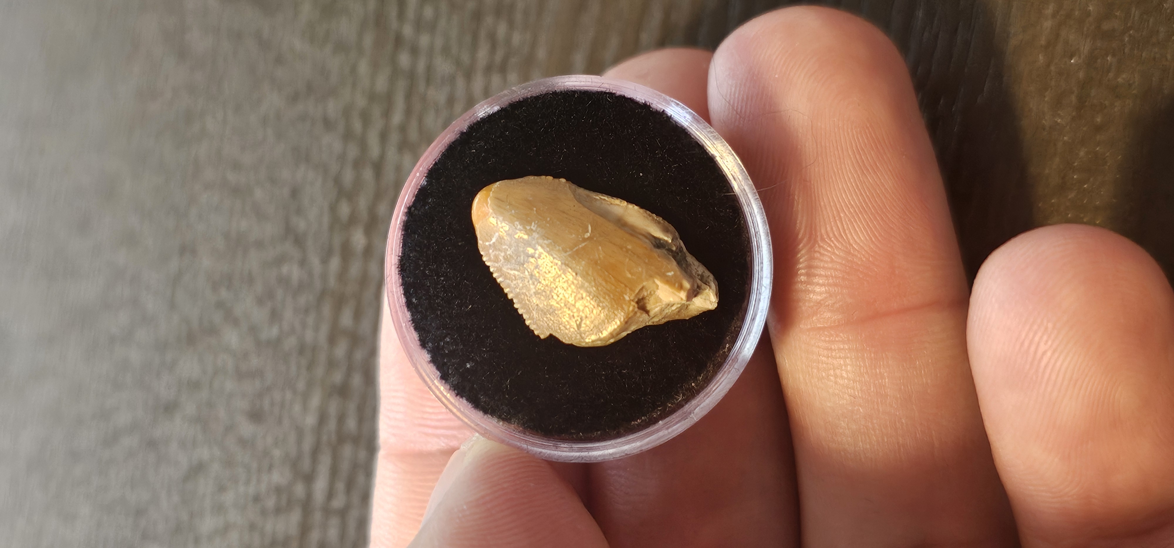 Majungasaurus Tooth (Madagascar)