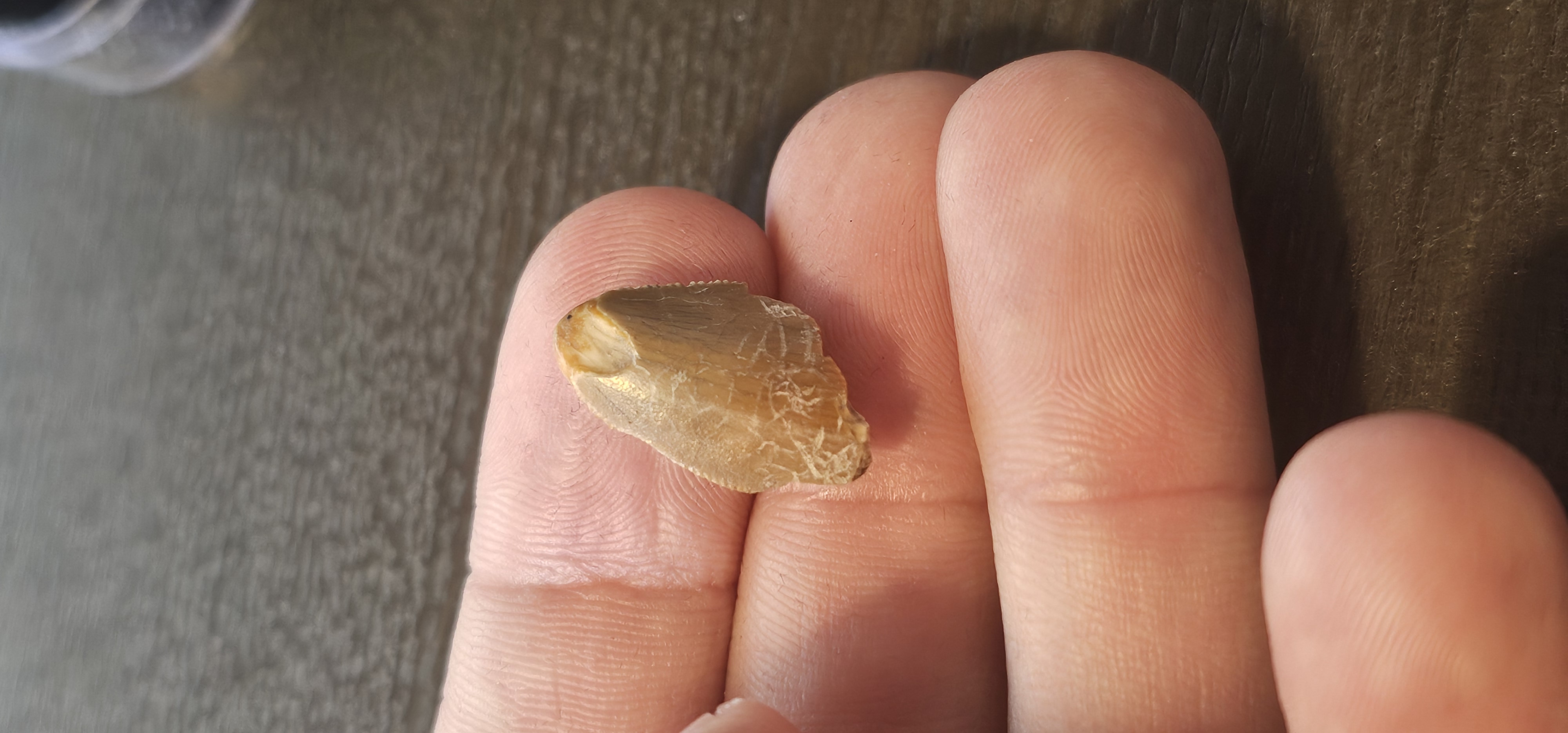 Majungasaurus Tooth (Madagascar)