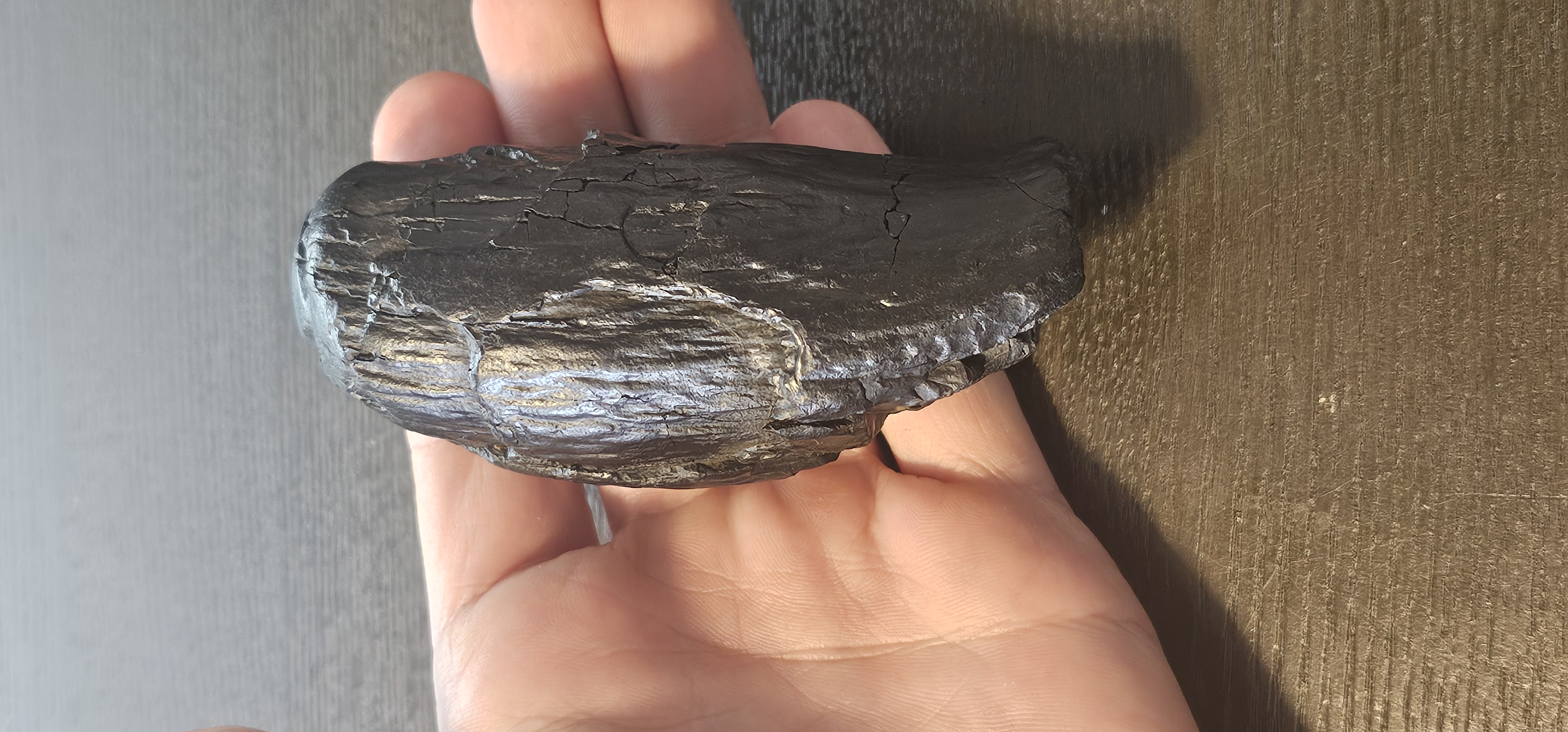Scaldicetus Fossil tooth