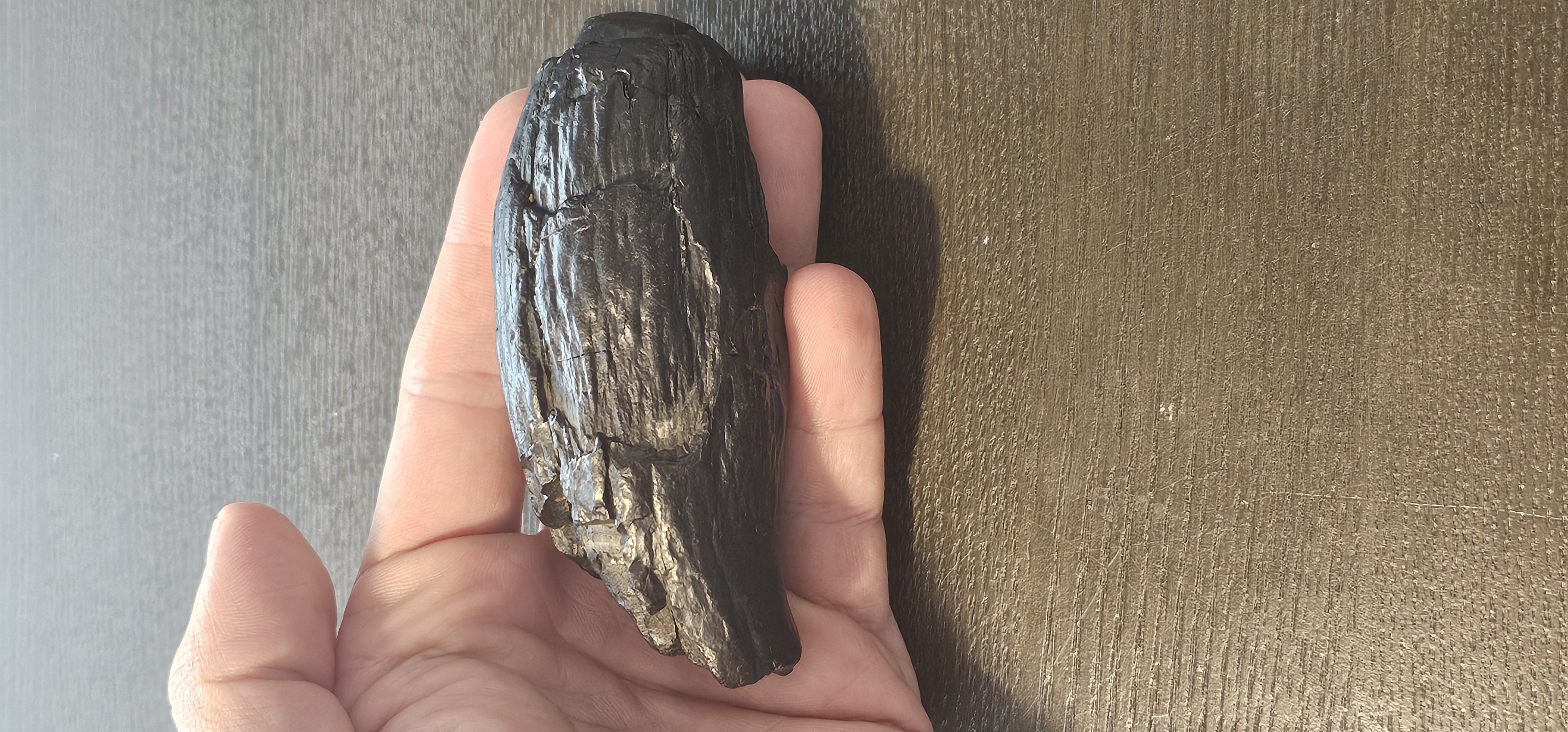 Scaldicetus Fossil tooth