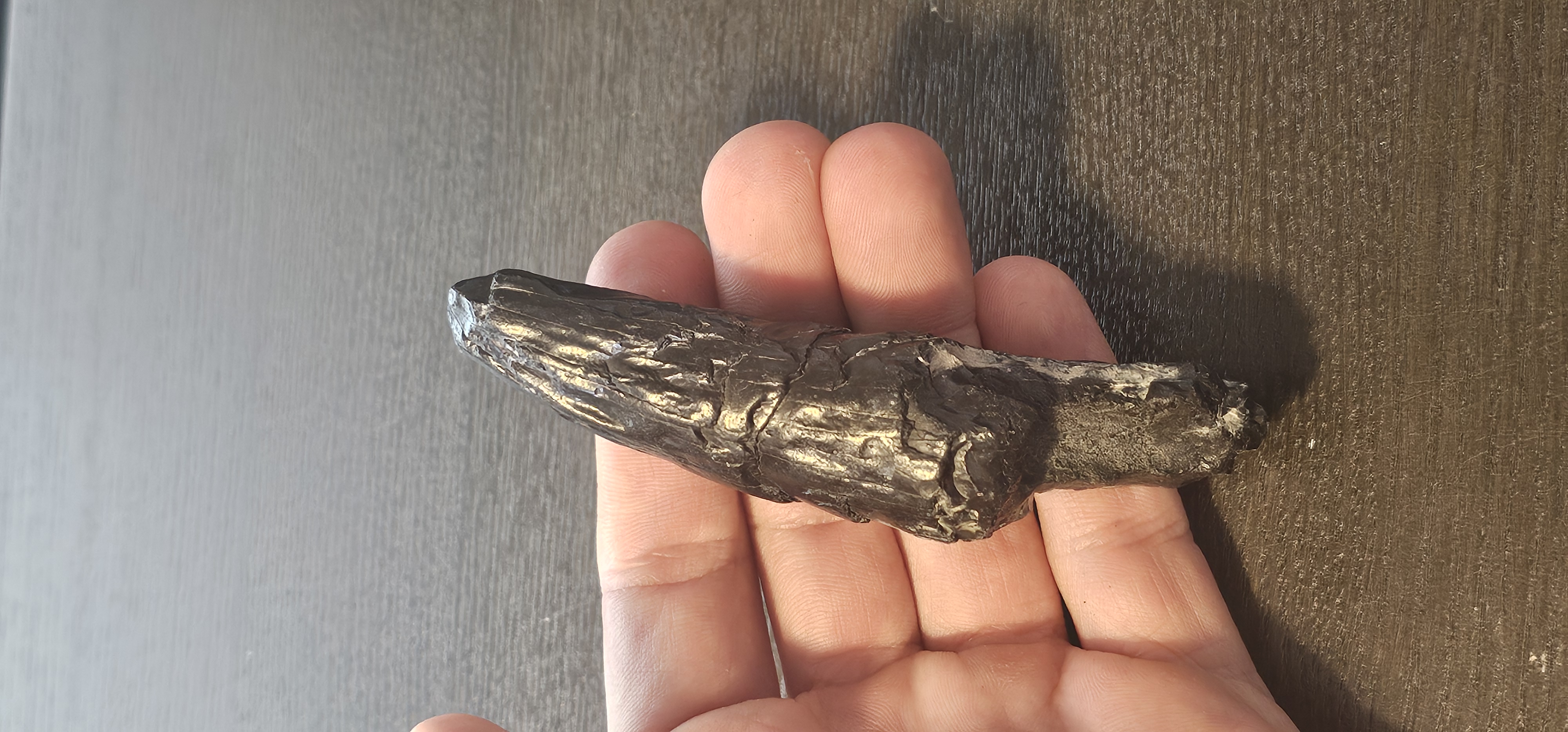 Scaldicetus Fossil Tooth
