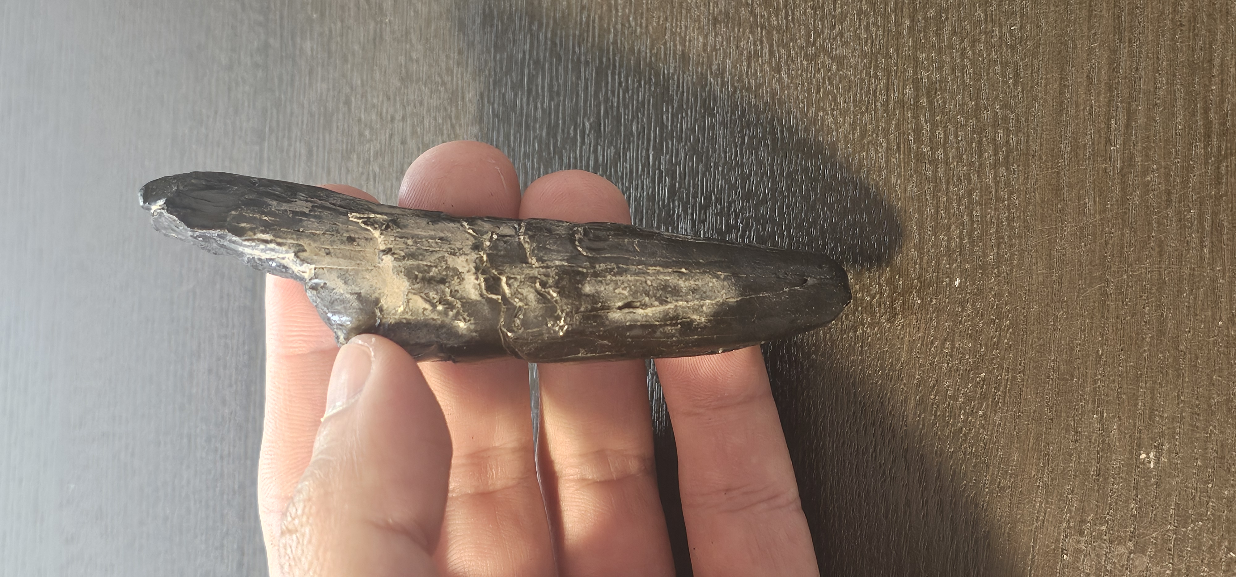 Scaldicetus Fossil Tooth