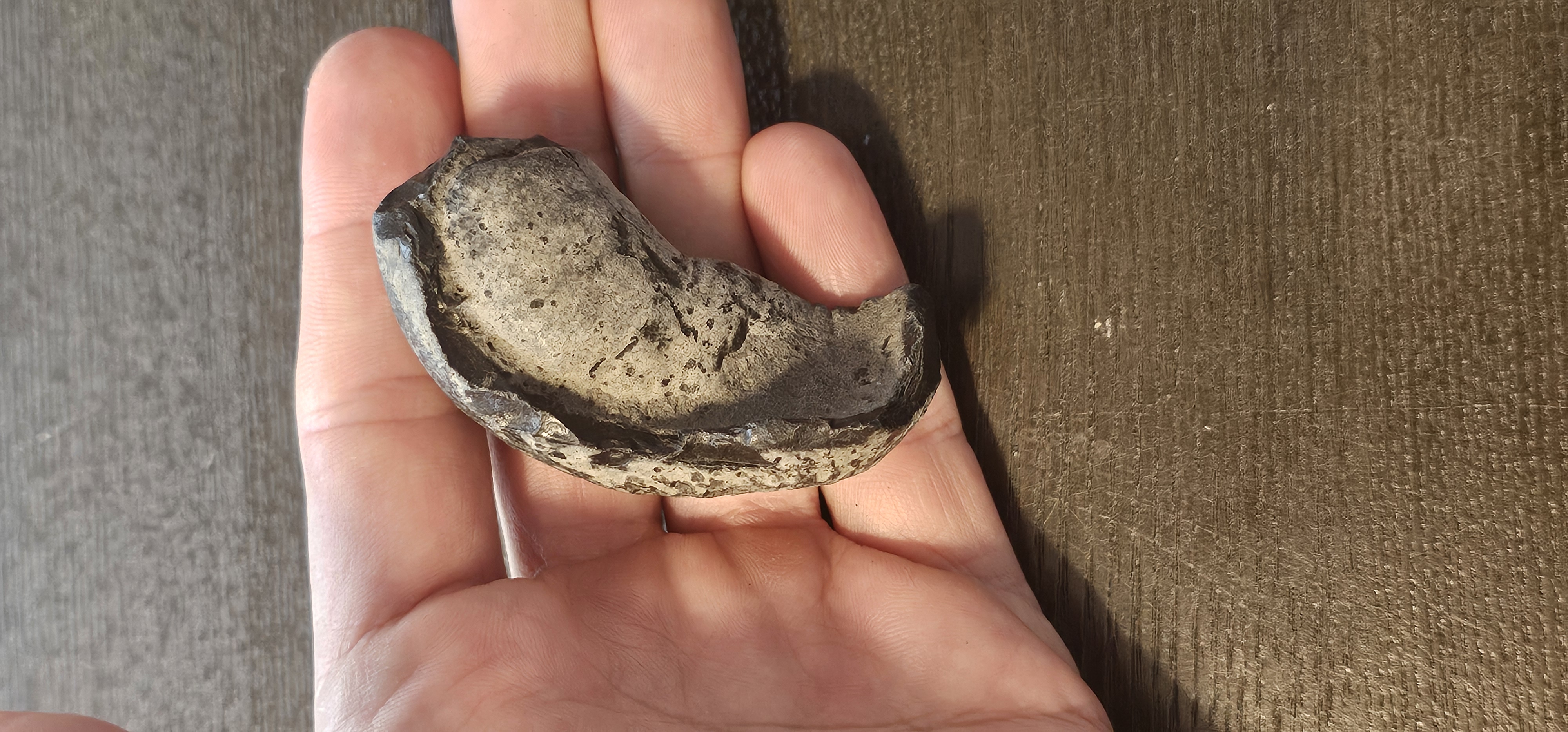 Fossil Whale Ear Bone