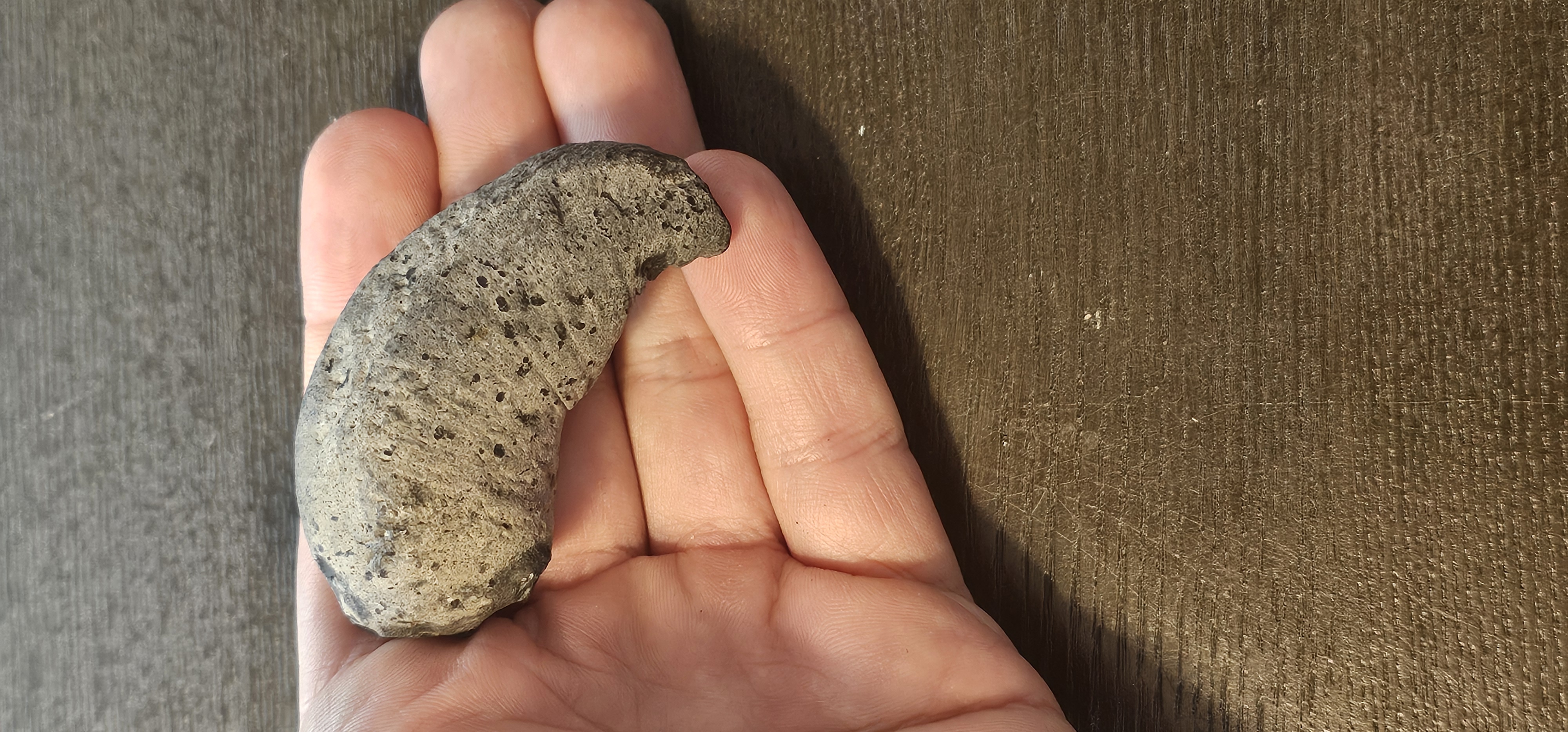 Fossil Whale Ear Bone