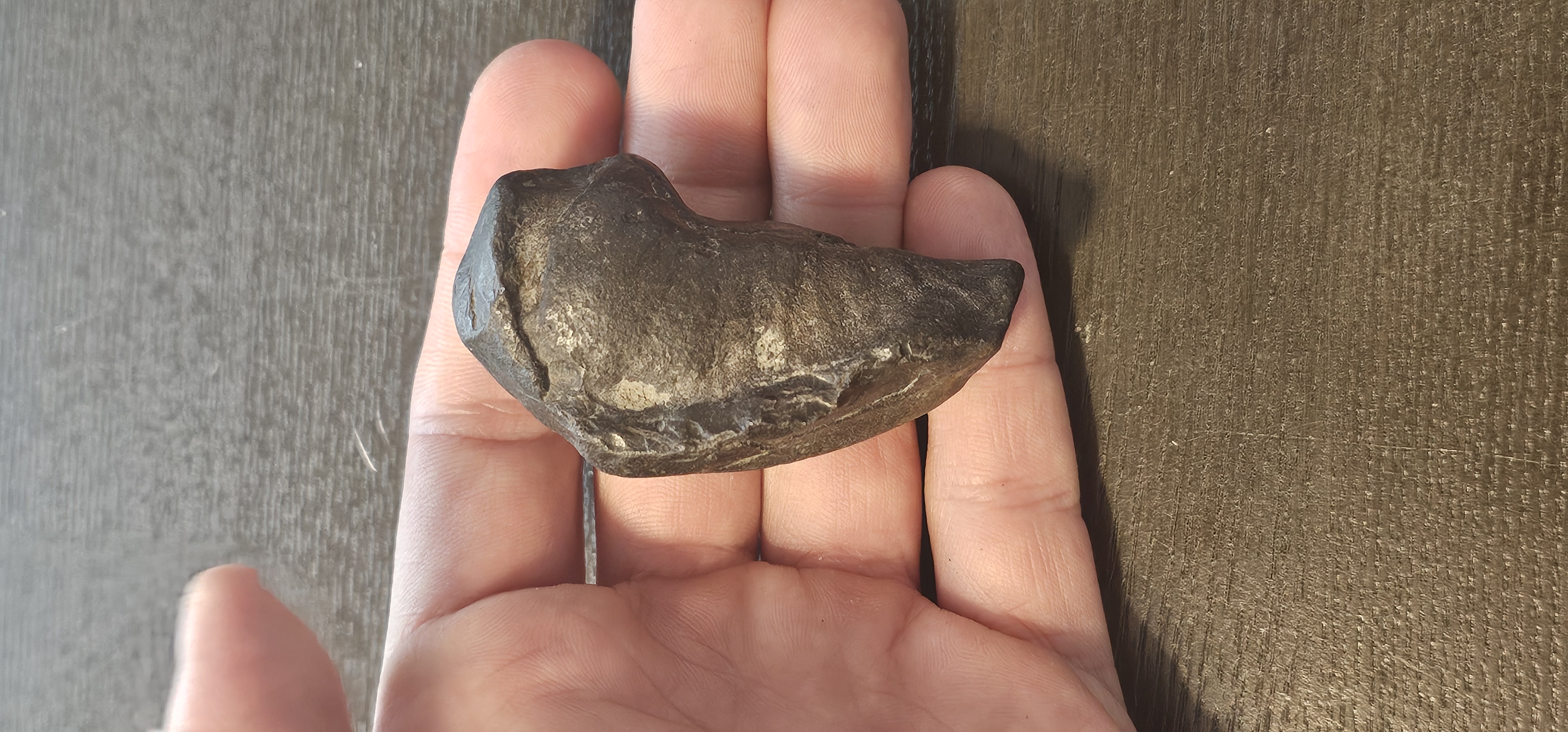 Fossil Whale Ear Bone