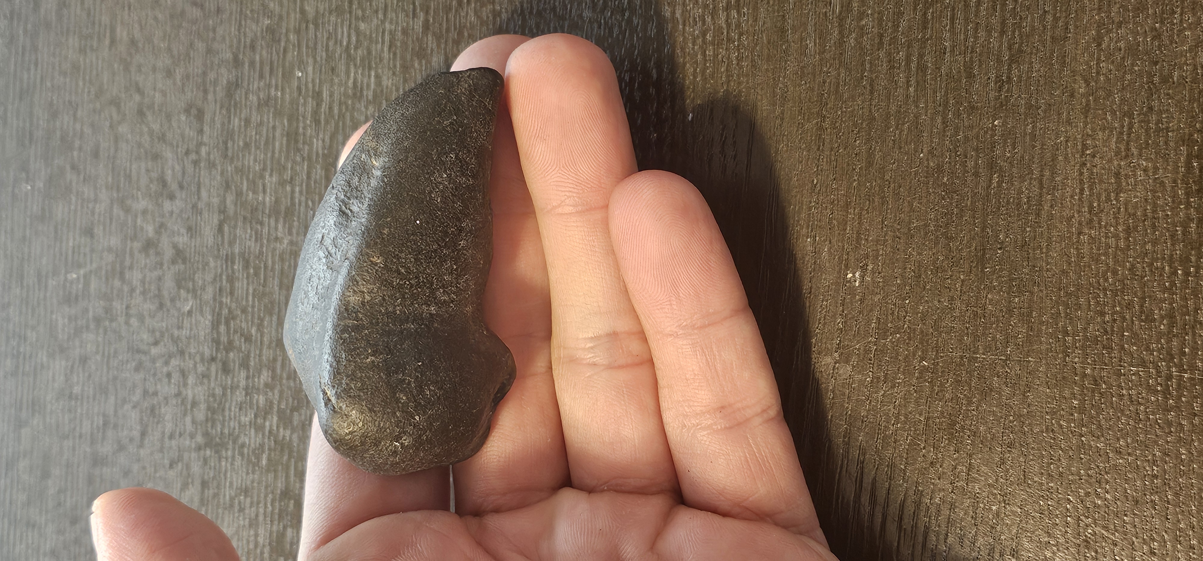 Fossil Whale Ear Bone