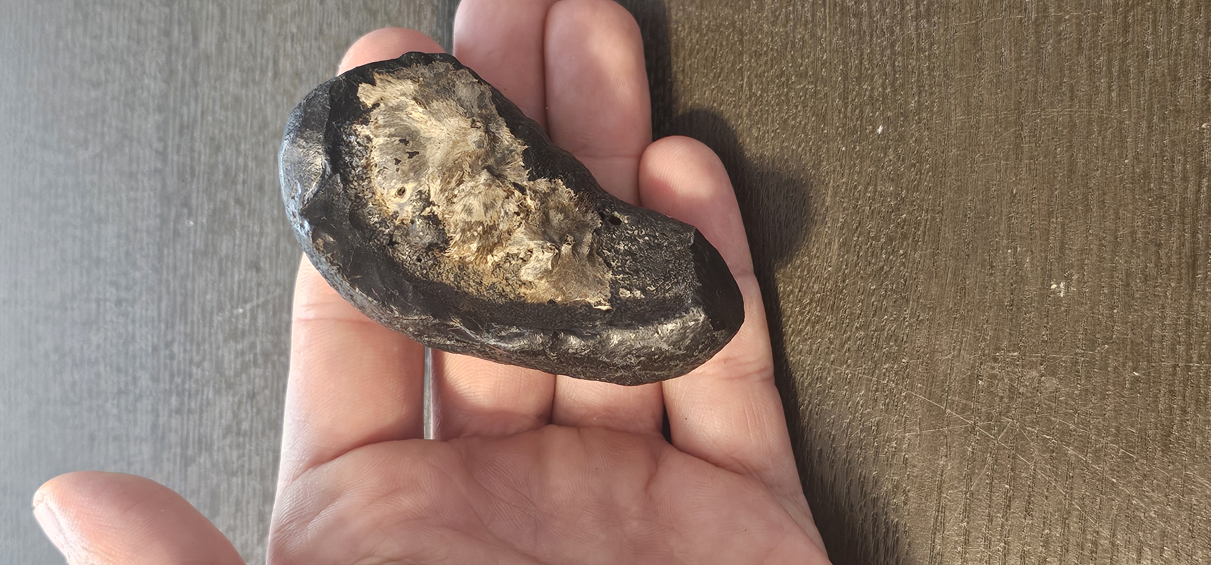 Fossil Whale Ear Bone